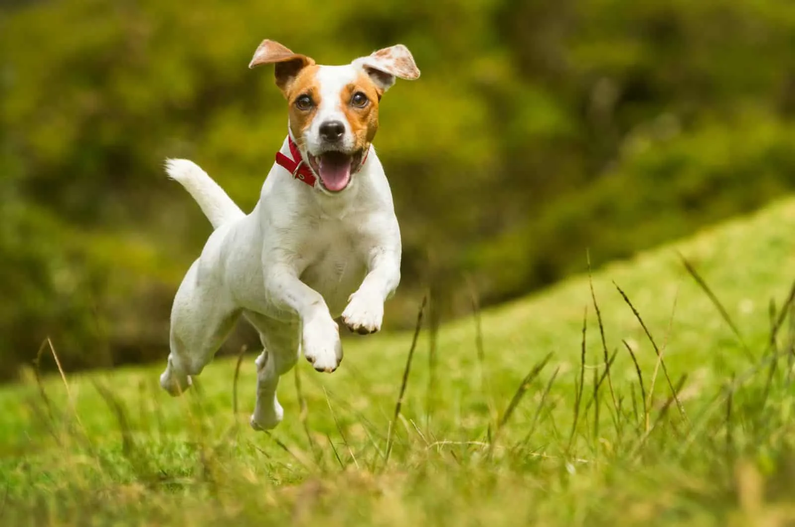 happy dog running outside