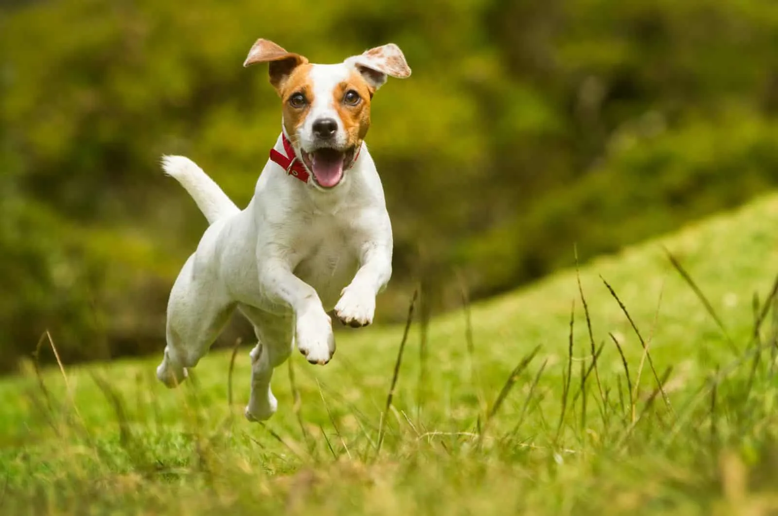 Why does my dog purr? happy dog running outside