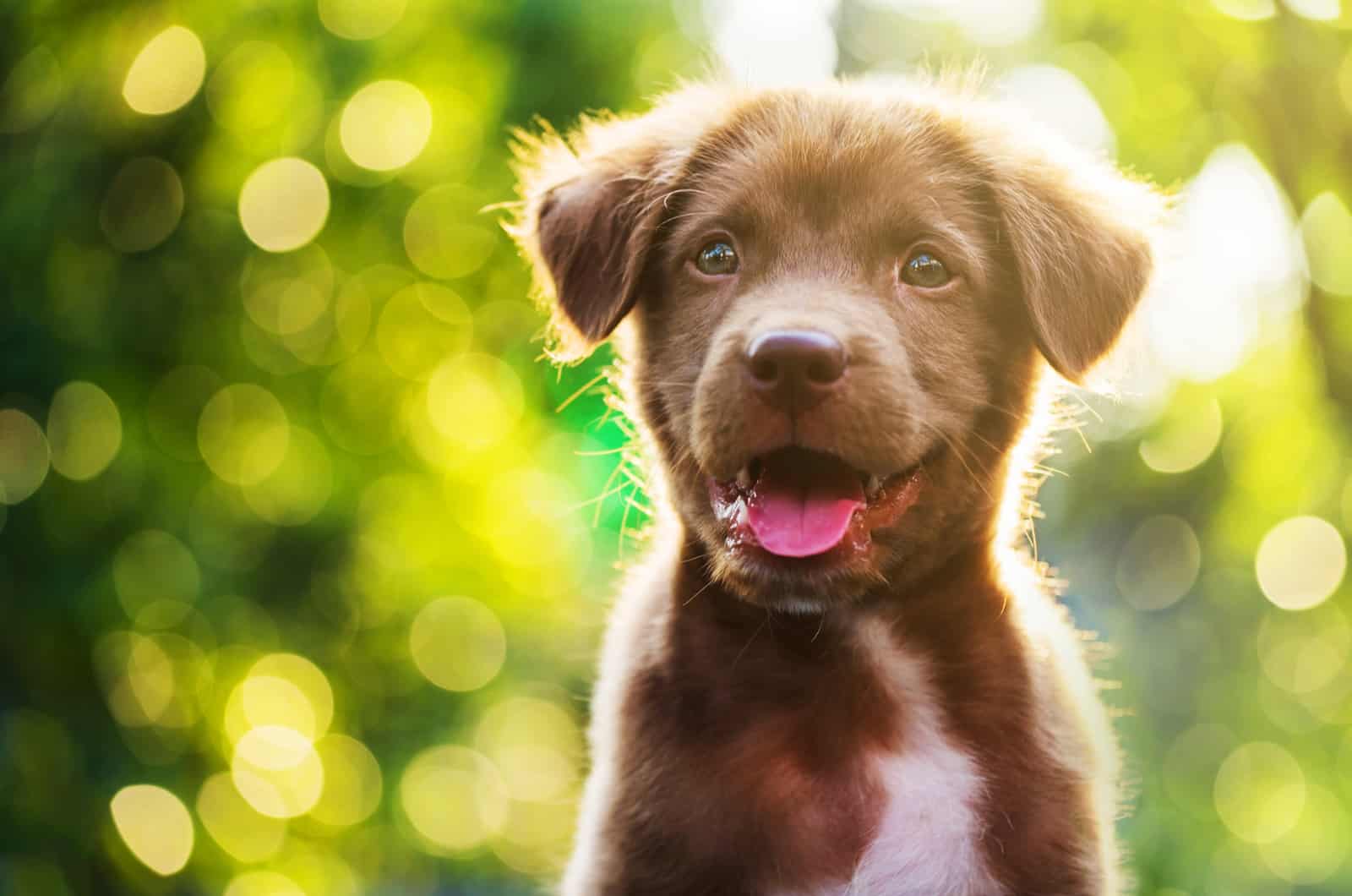 happy labrador retriever