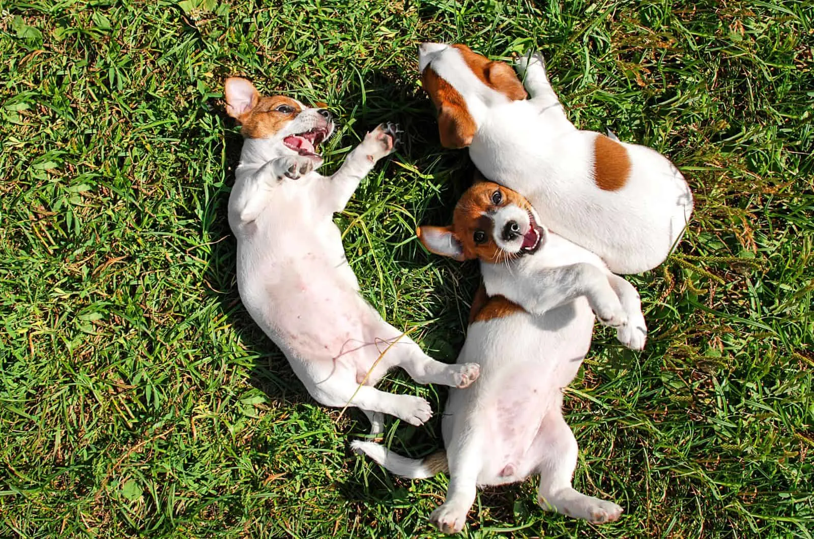 happy puppies playing on grass