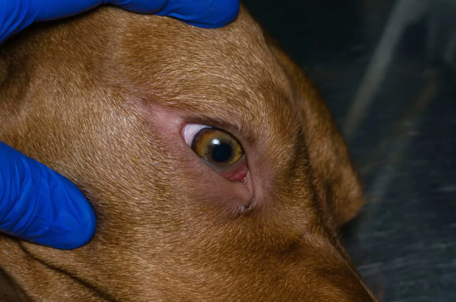 hungarian viszla dog at eye examination 