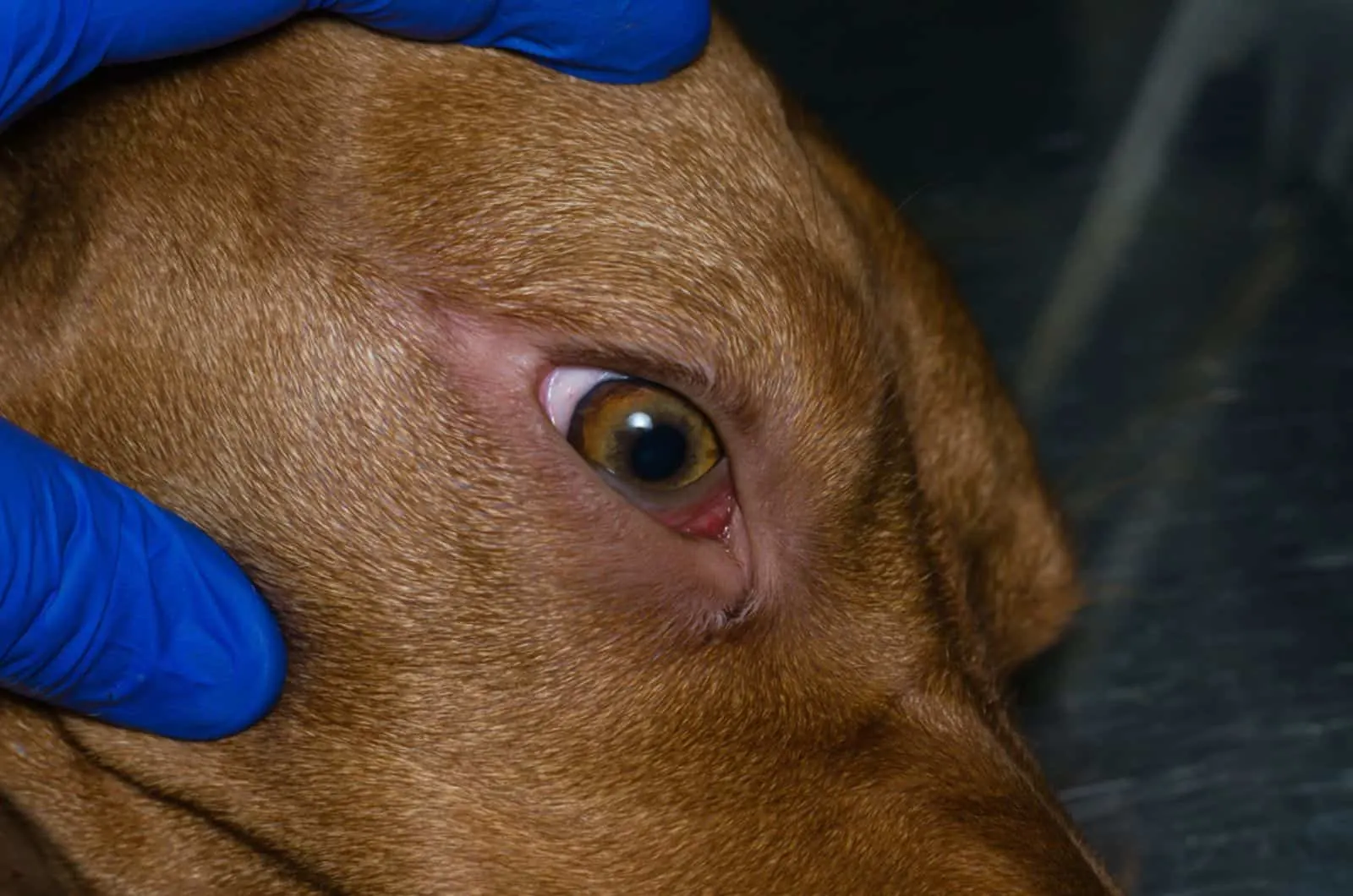 hungarian viszla dog at eye examination