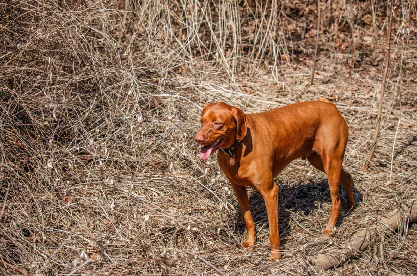 hungarian vizsla standing in the forest