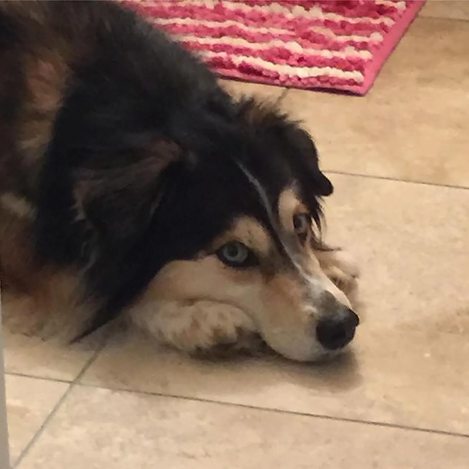 husky dachshund dog lying on the floor indoors