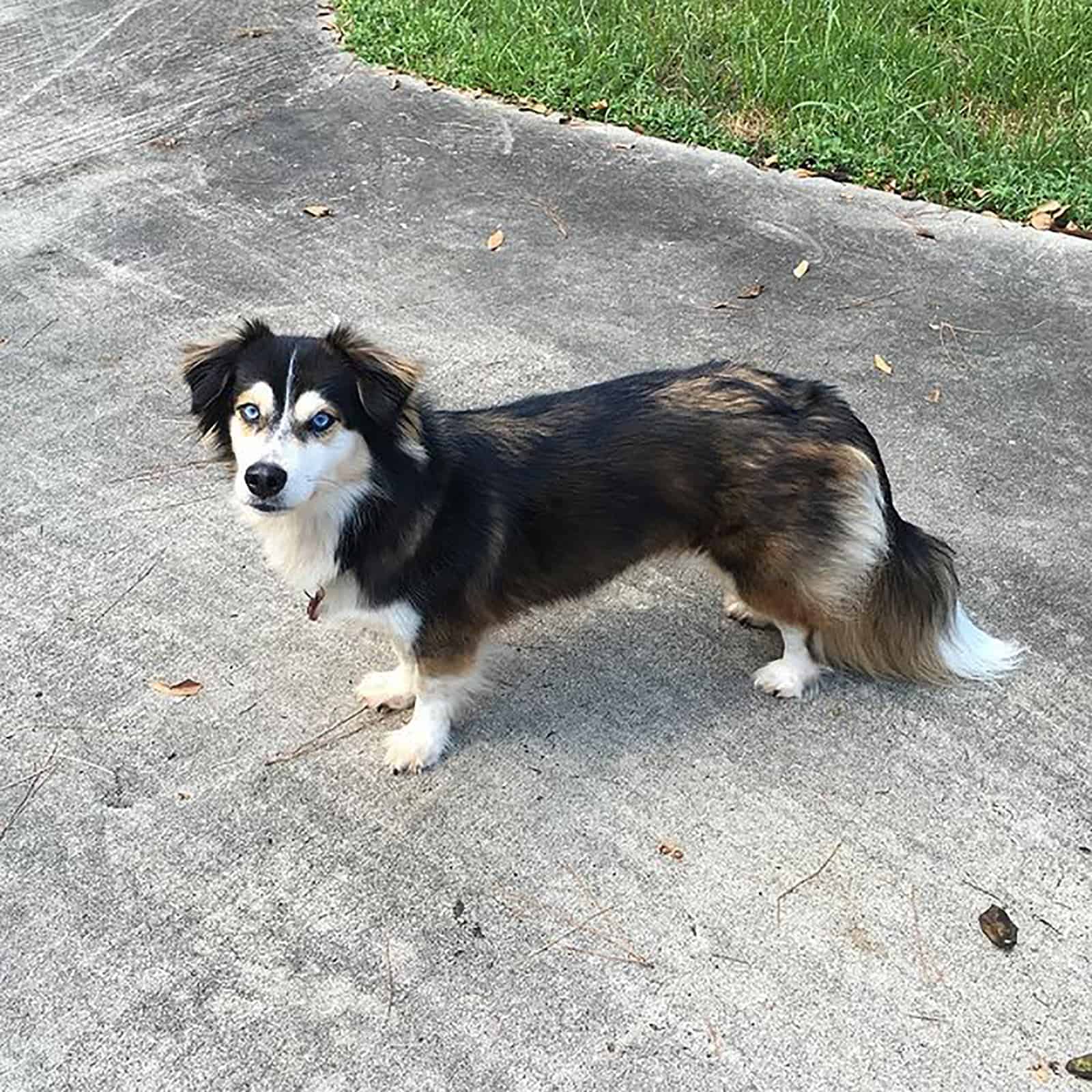 husky dachshund mix outdoors