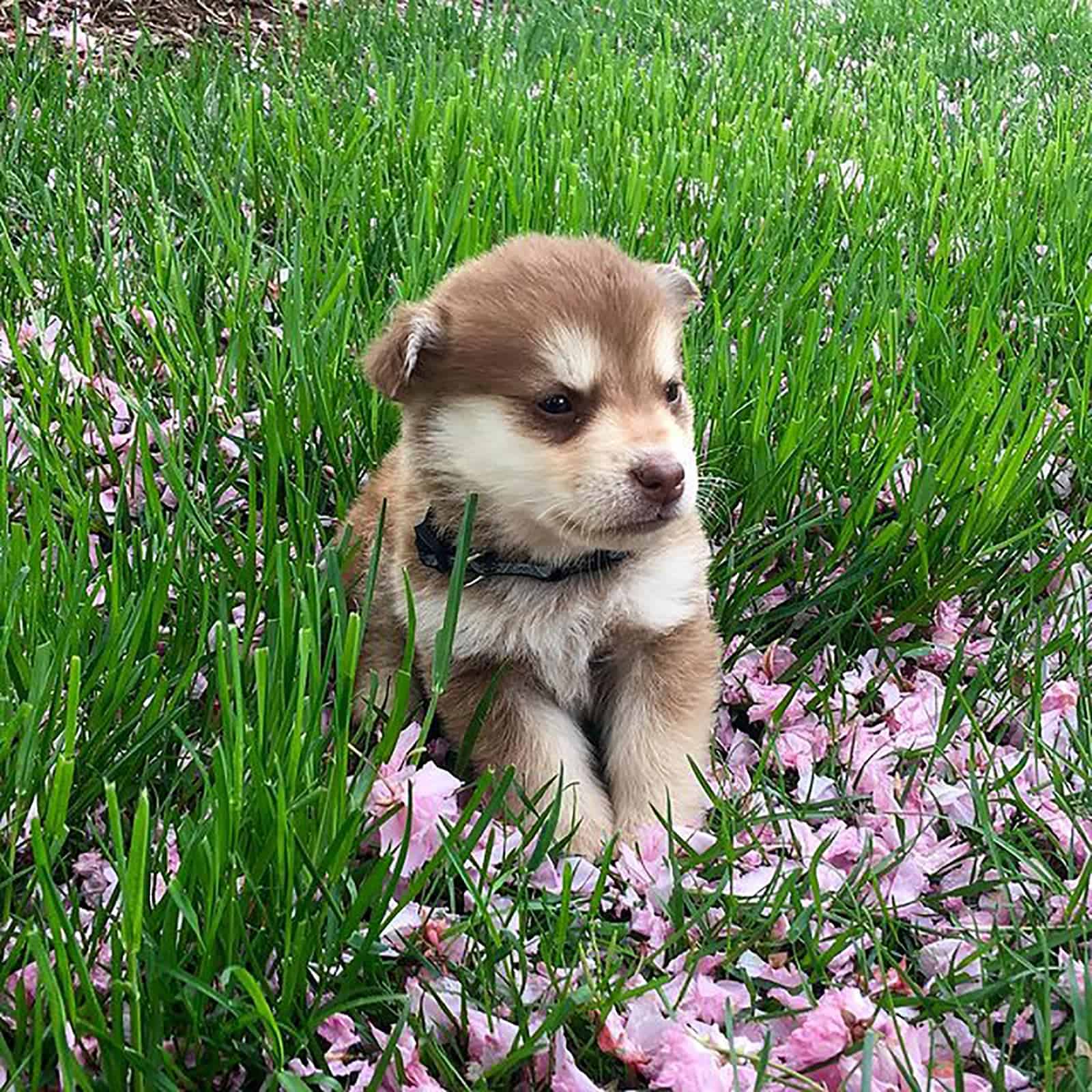 husky dachshund puppy sitting in the grass