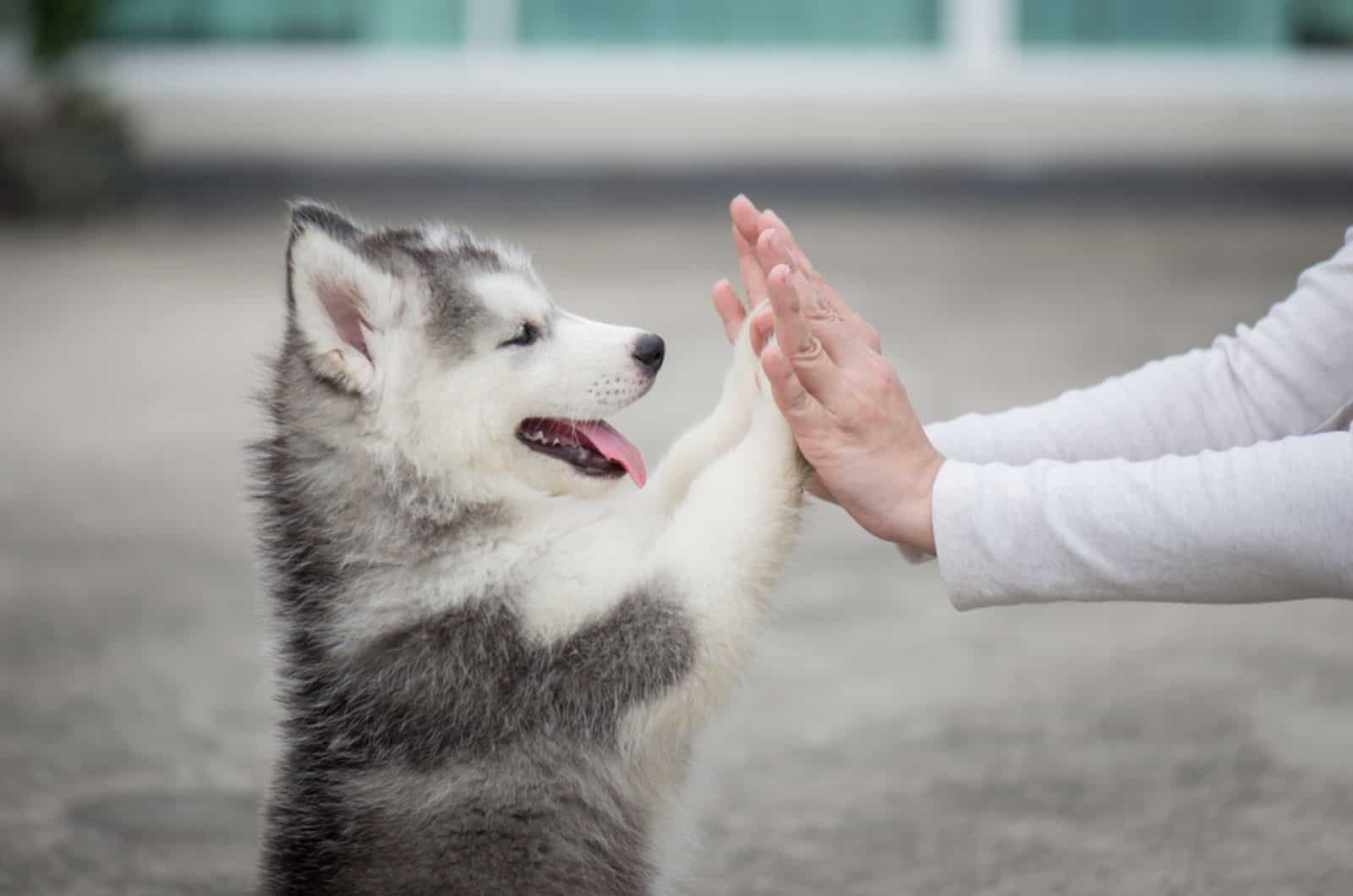 husky puppy playing with owner