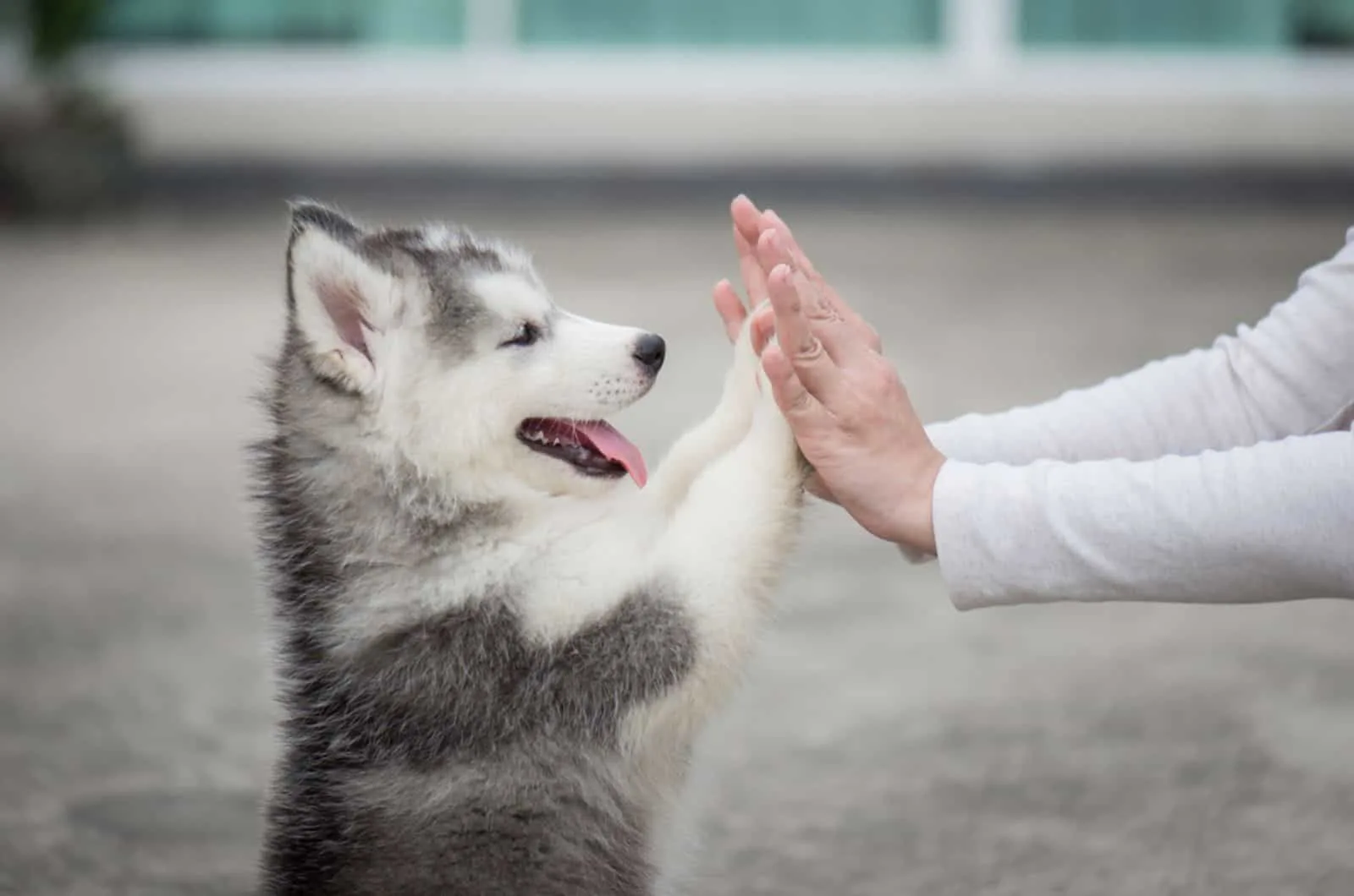 husky puppy playing with owner