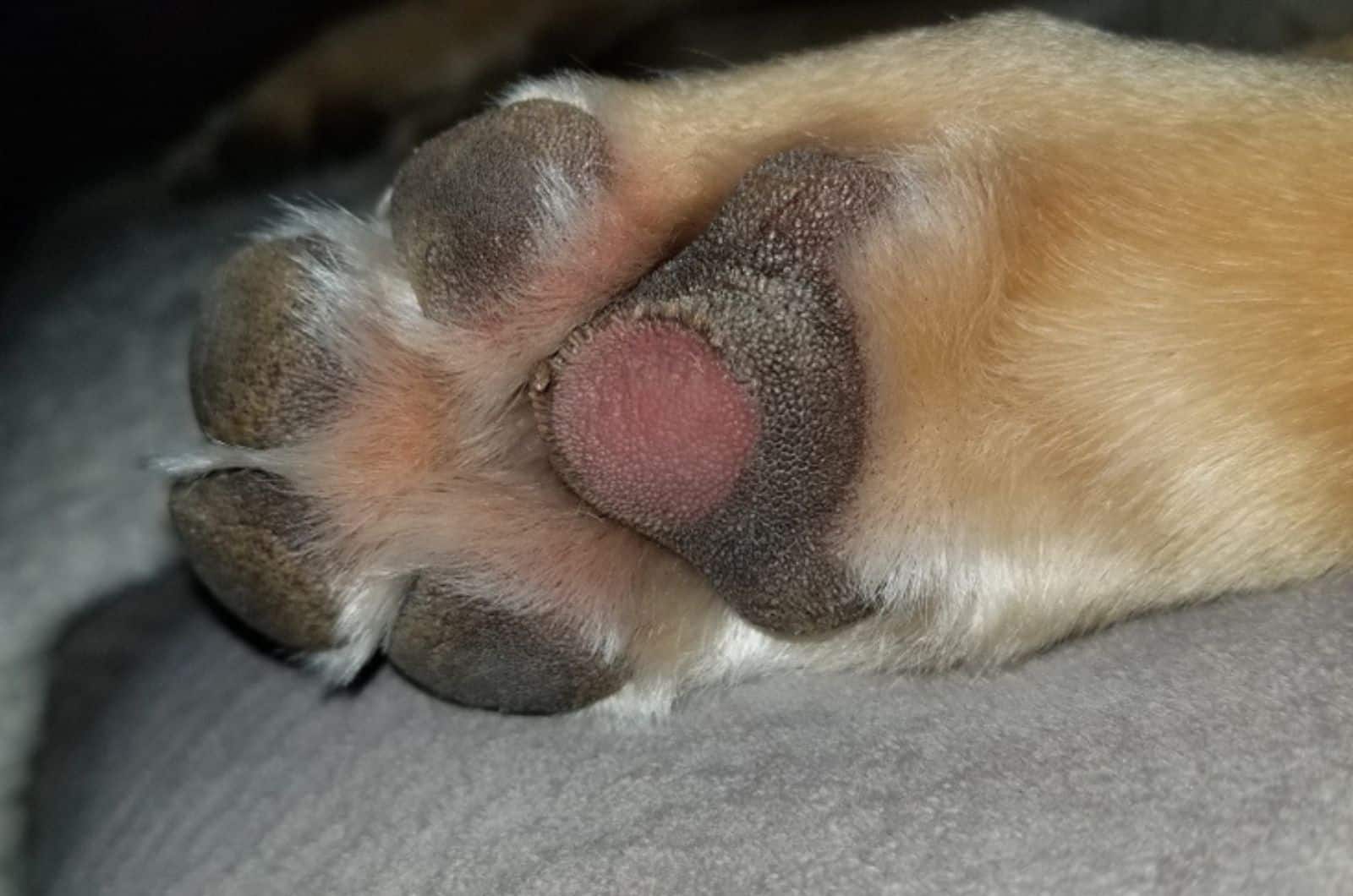 injured dog paw