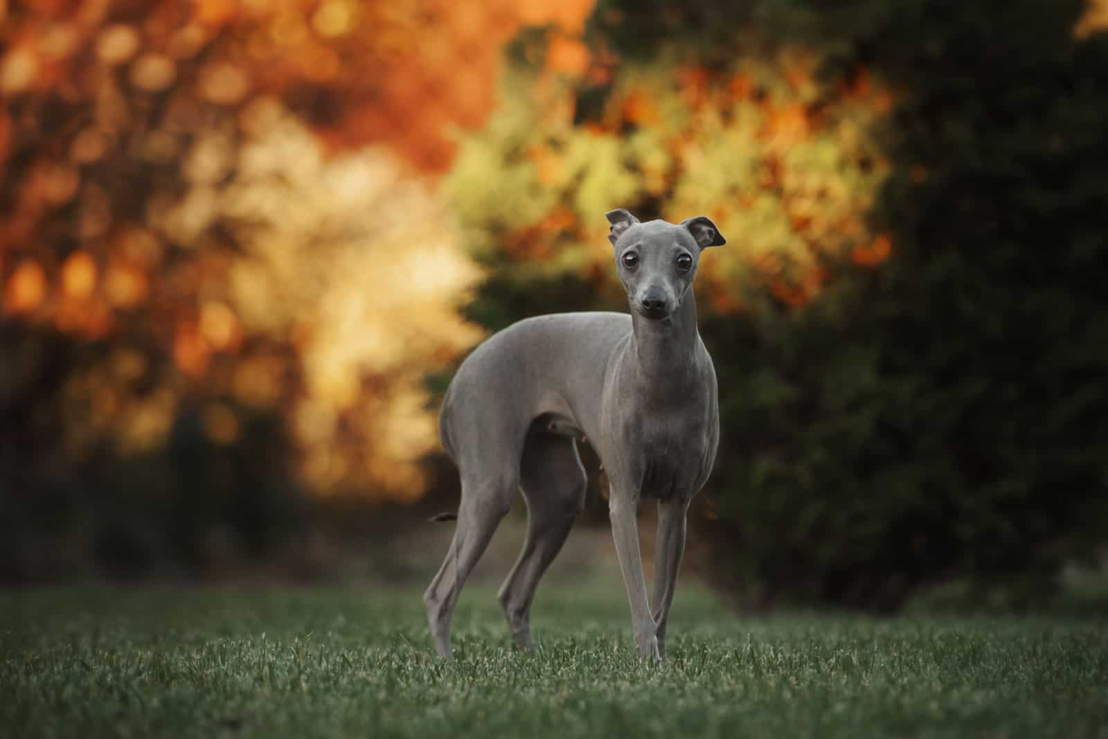 italian greyhound dog