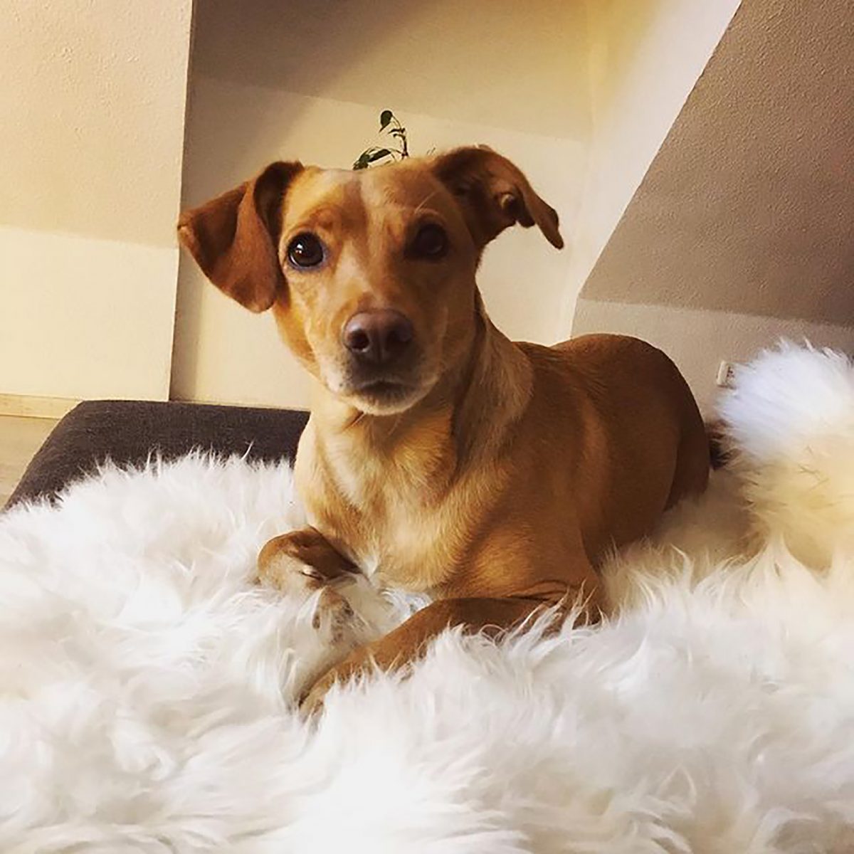 Jack Russell Lab Mix You Will Adore The Jackador