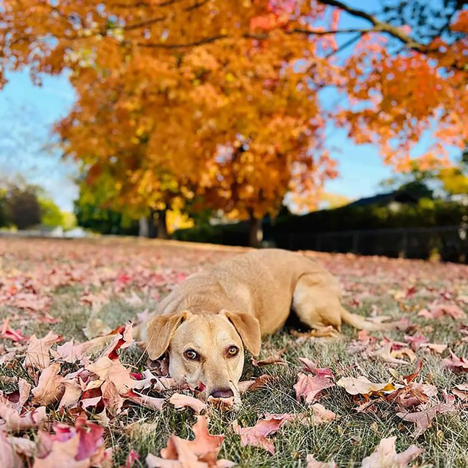 jack russell lab lying on the grass in autumn