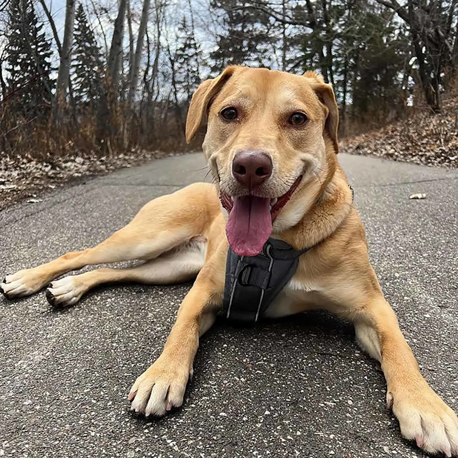 jack russell lab mix lying on the road