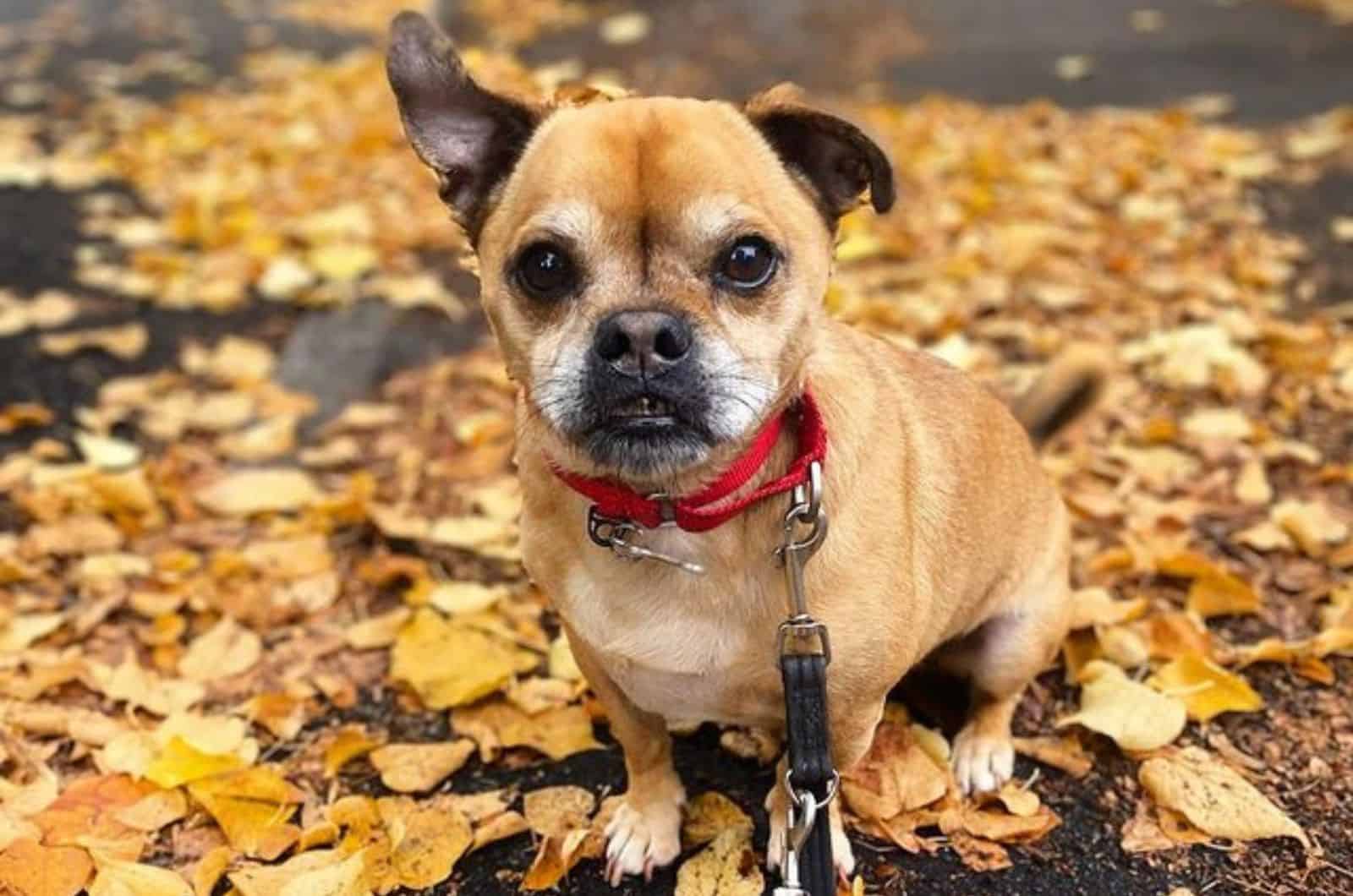 jack russell pug dog in the park