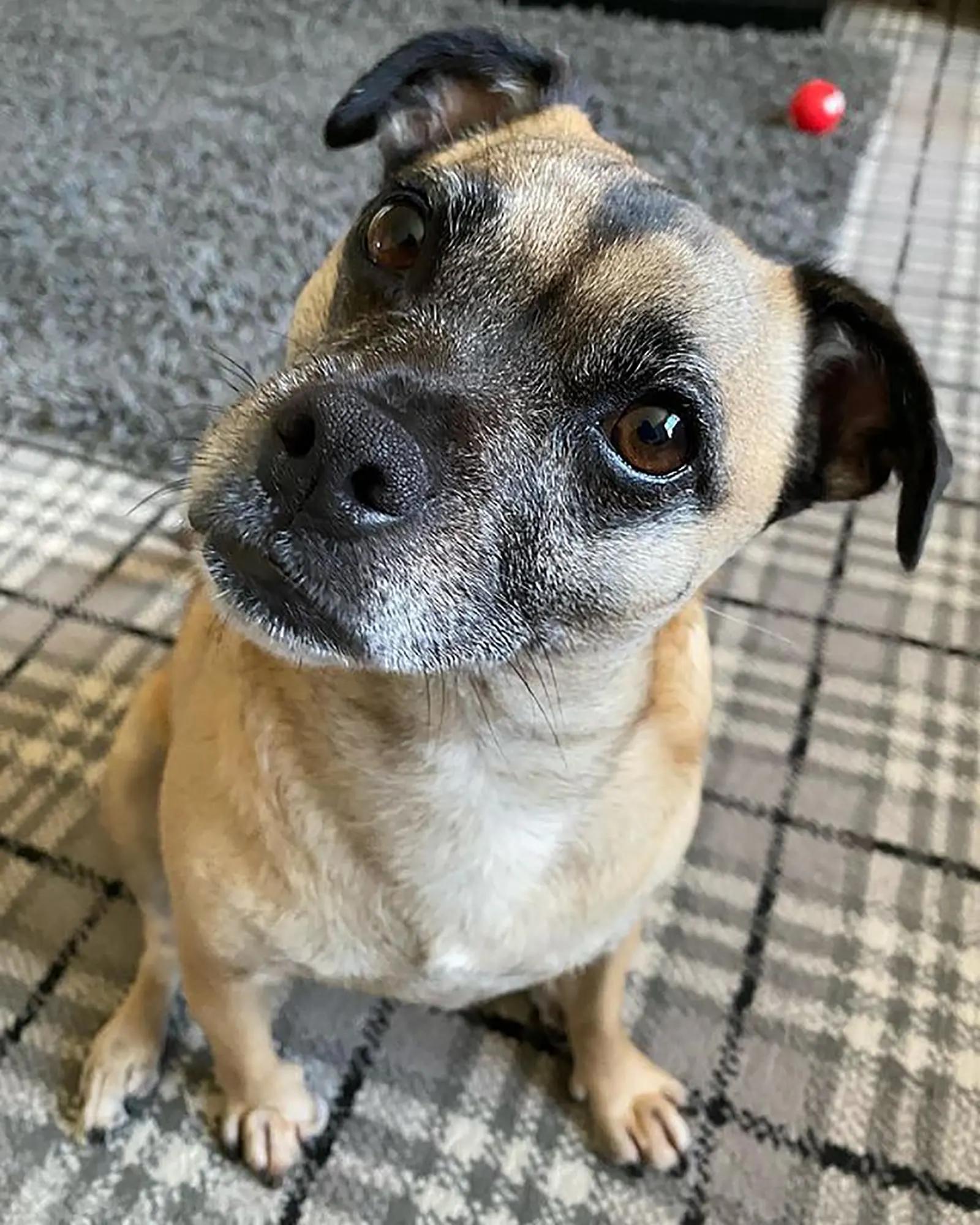 jack russell pug mix looking into camera