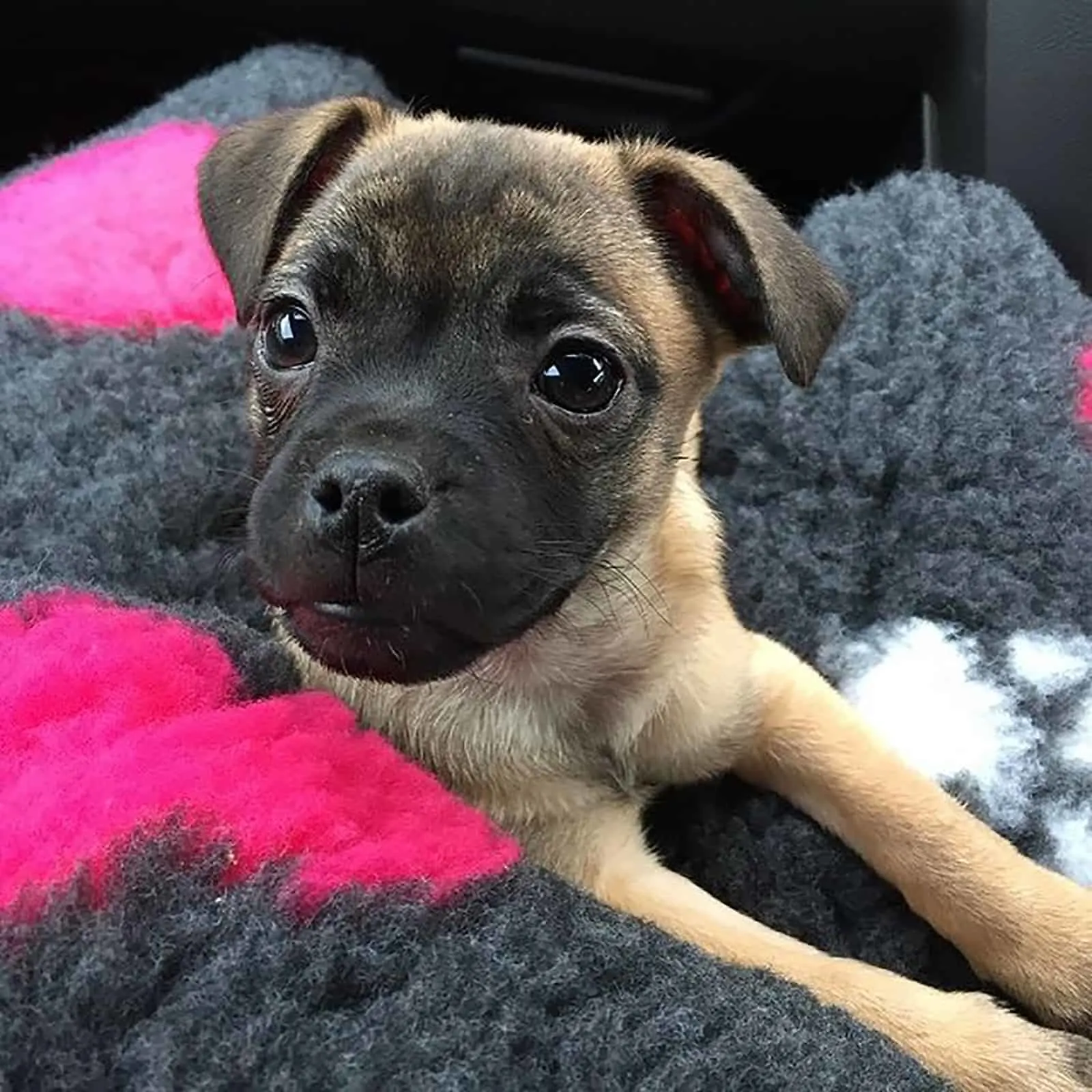 jack russell pug puppy lying on the blanket
