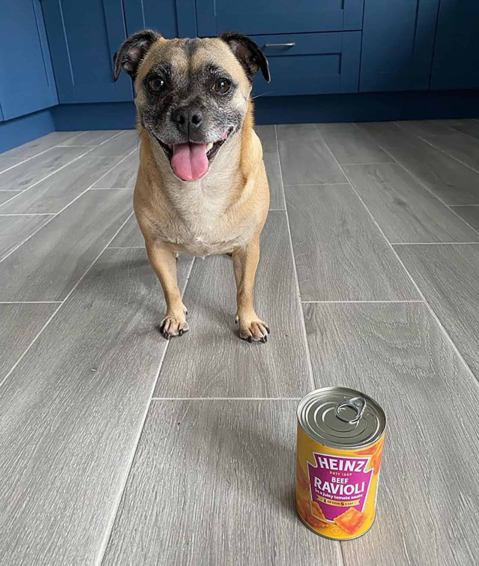 jack russell pug standing in the kitchen near ravioli can