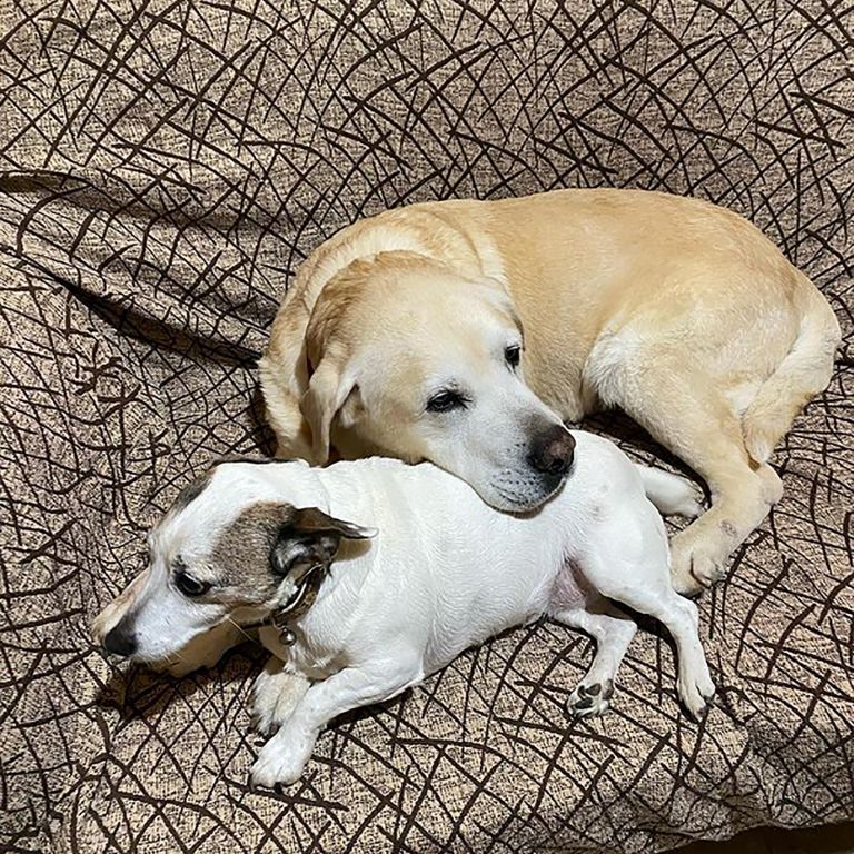 Jack Russell Lab Mix You Will Adore The Jackador