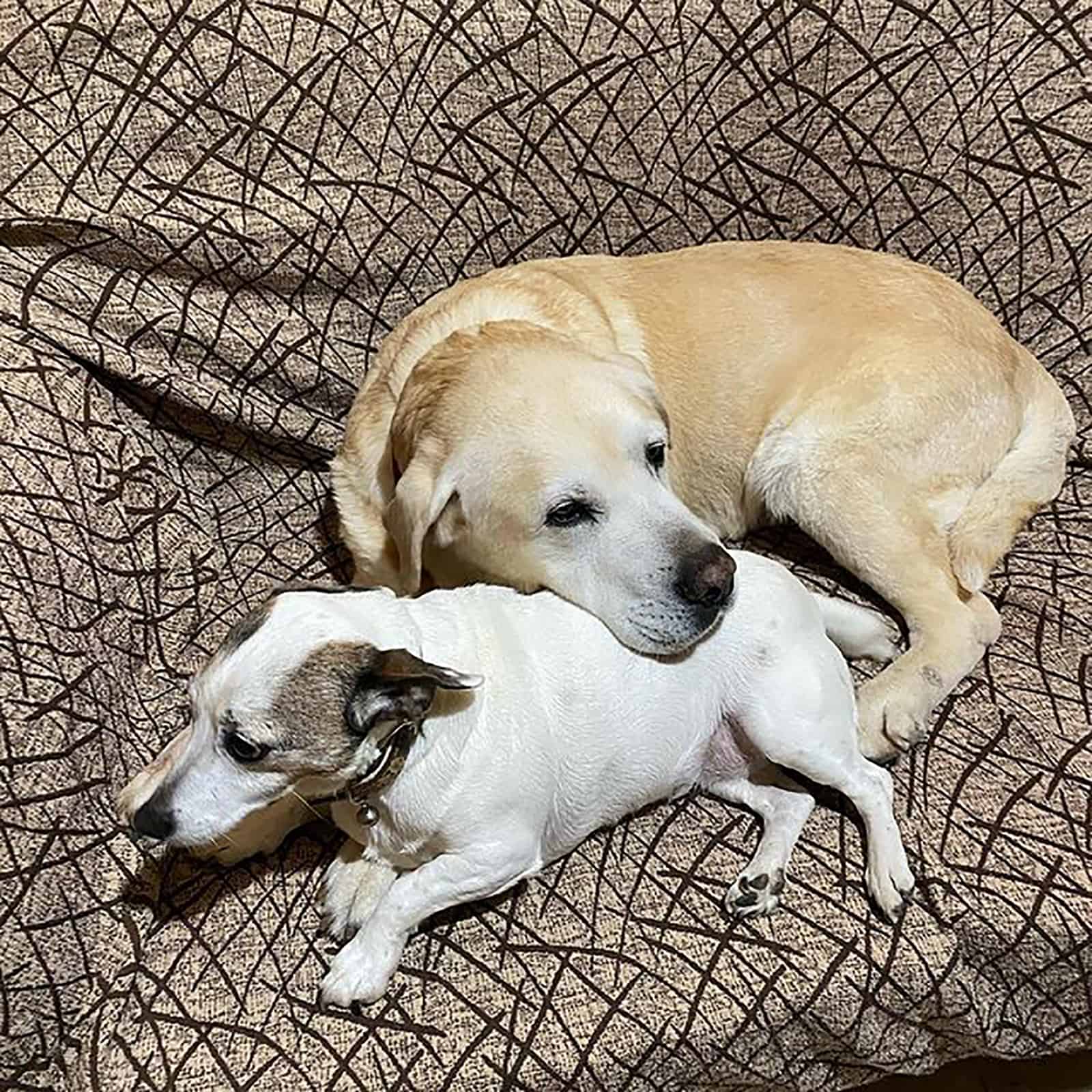 jack russell terrier and labrador lying together