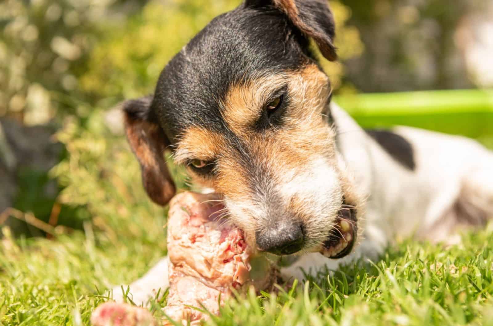 jack russell terrier dog eats a bone with meat in the garden