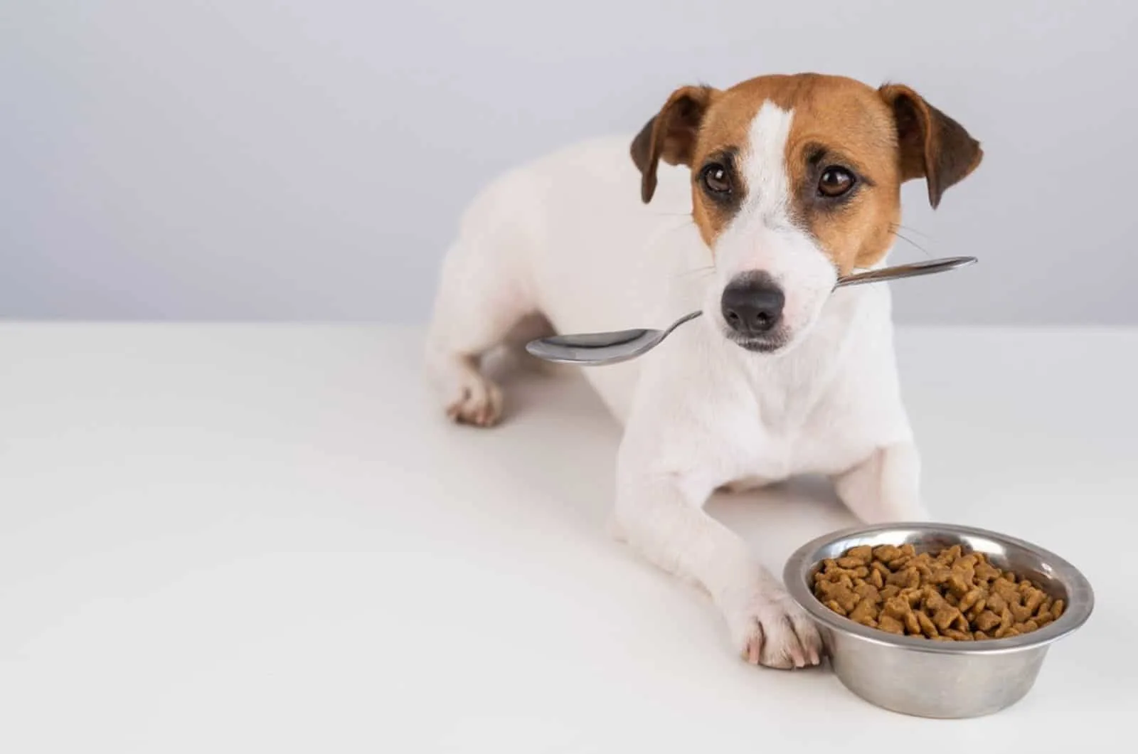 jack russell terrier holding spoon in his mouth and lying beside a bowl with dry food