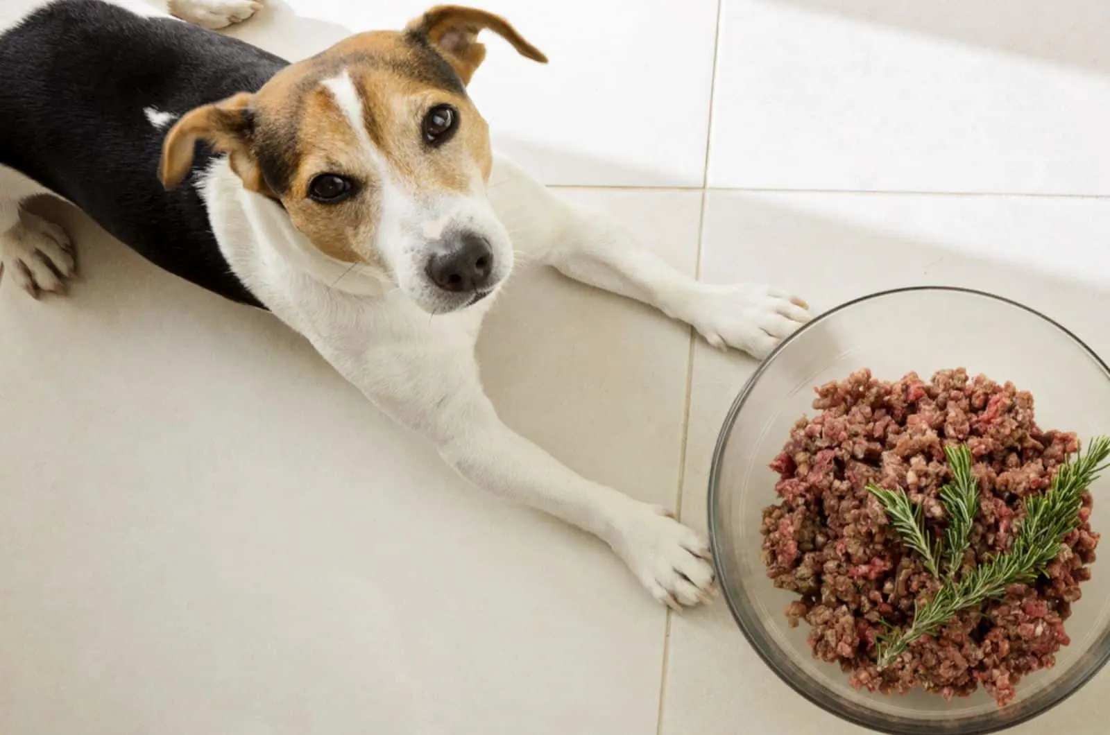 jack russell terrier lies beside a huge bowl of raw minced meat