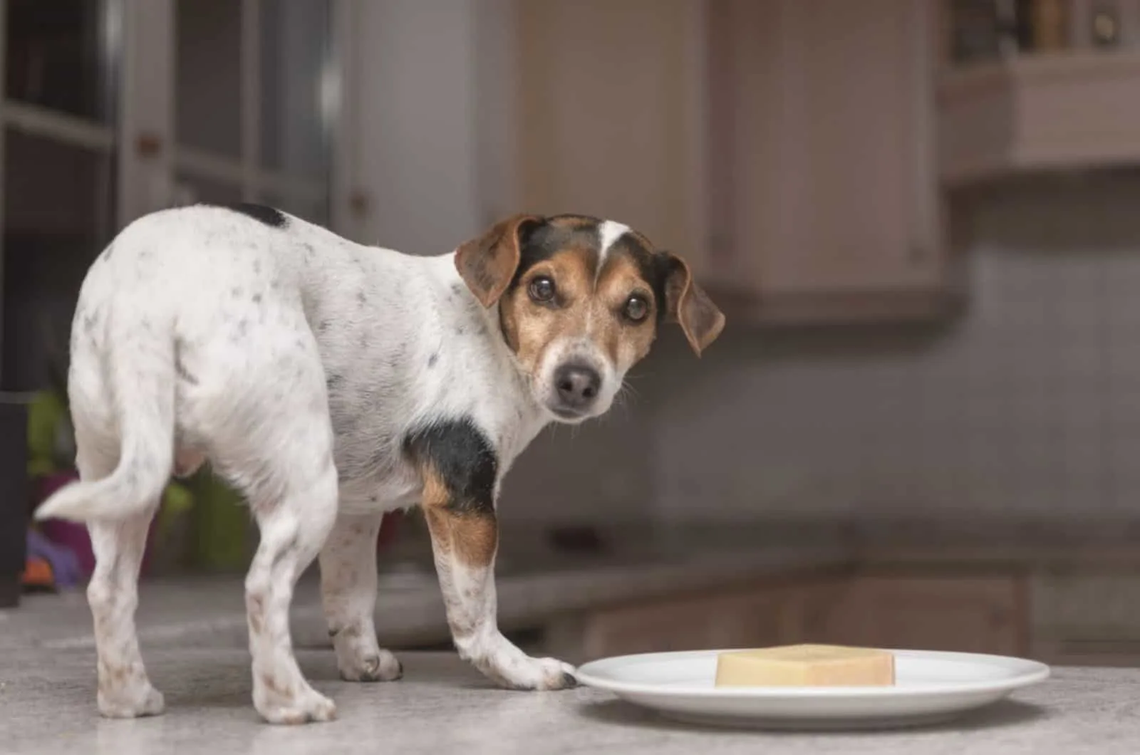 jack russell terrier standing on a table beside a plate with food