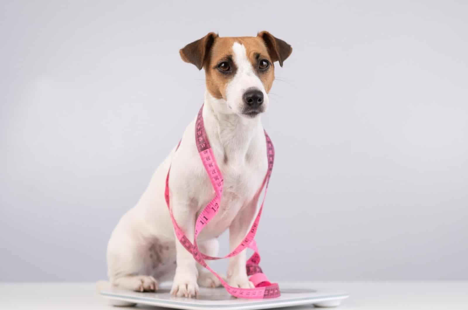 jack russell terrier stands on a scale with measuring tape