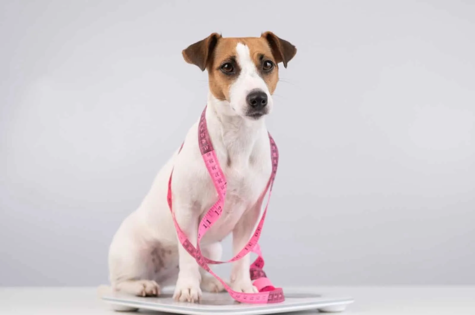 jack russell terrier stands on a scale with measuring tape