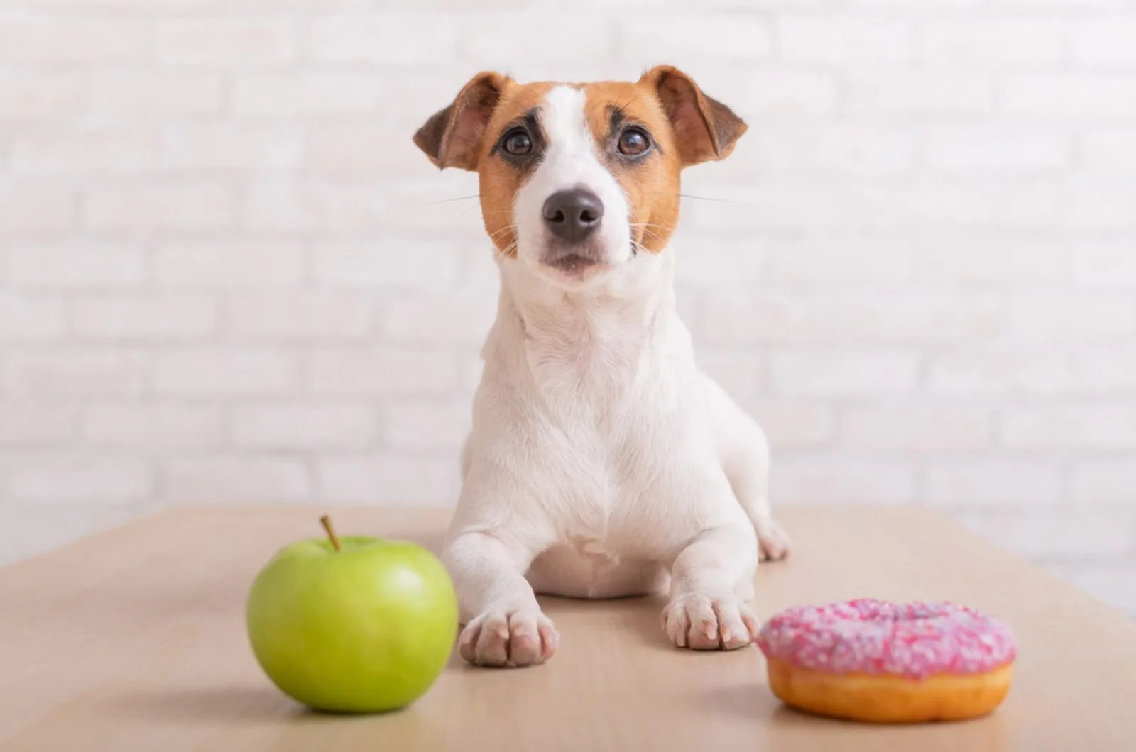 jack russell terrier looks at a donut and an apple