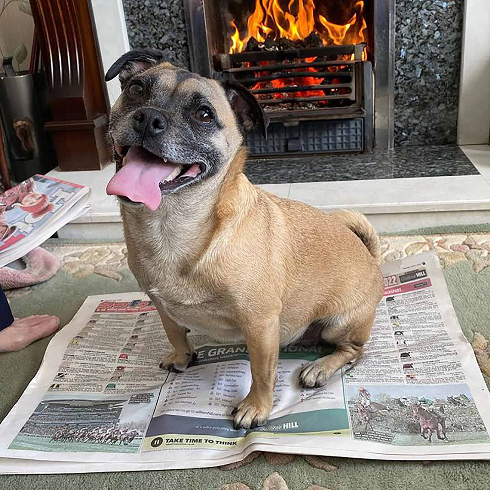 jug dog sitting on newspapers in the living room