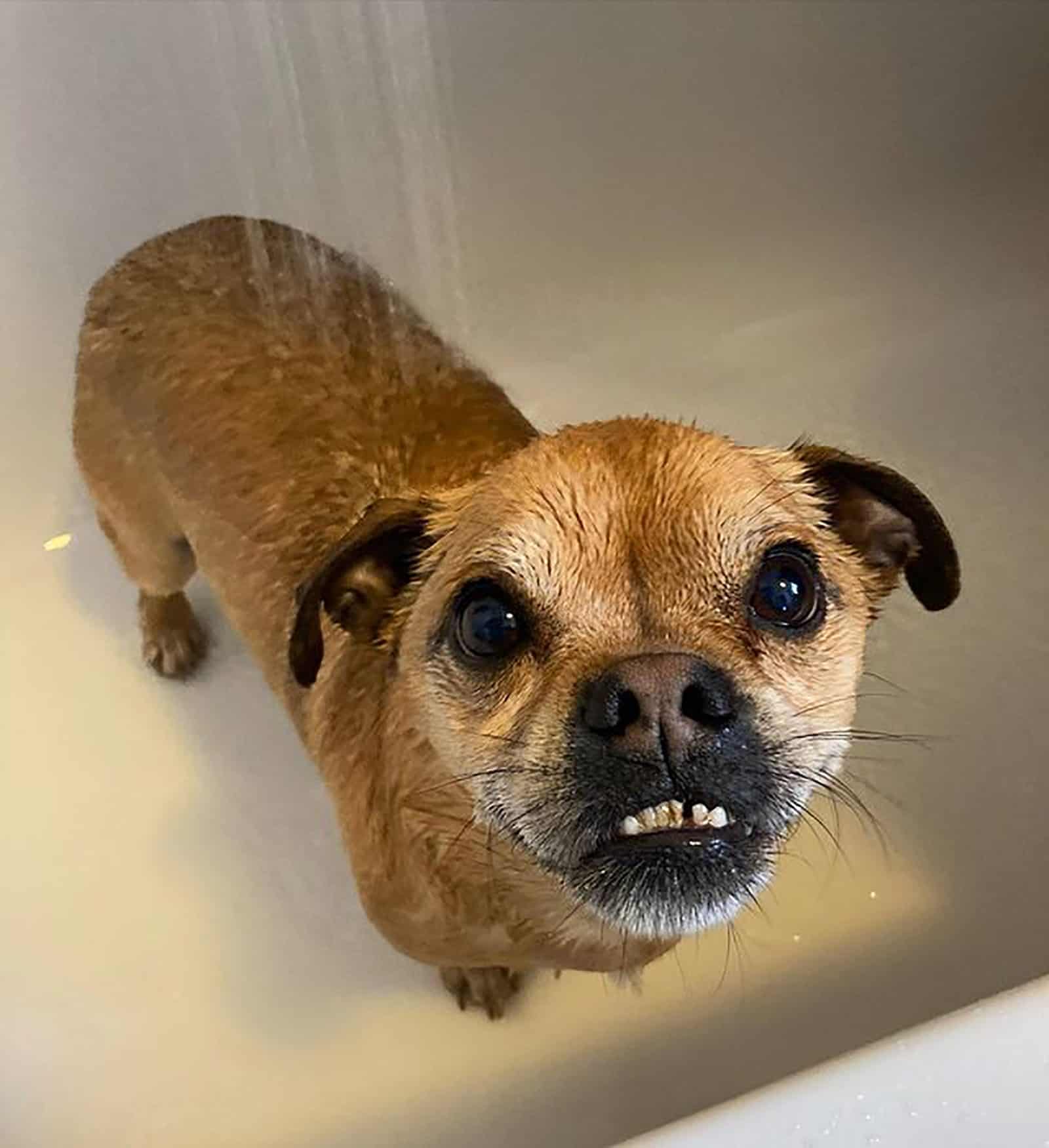 jug having a shower in bathroom