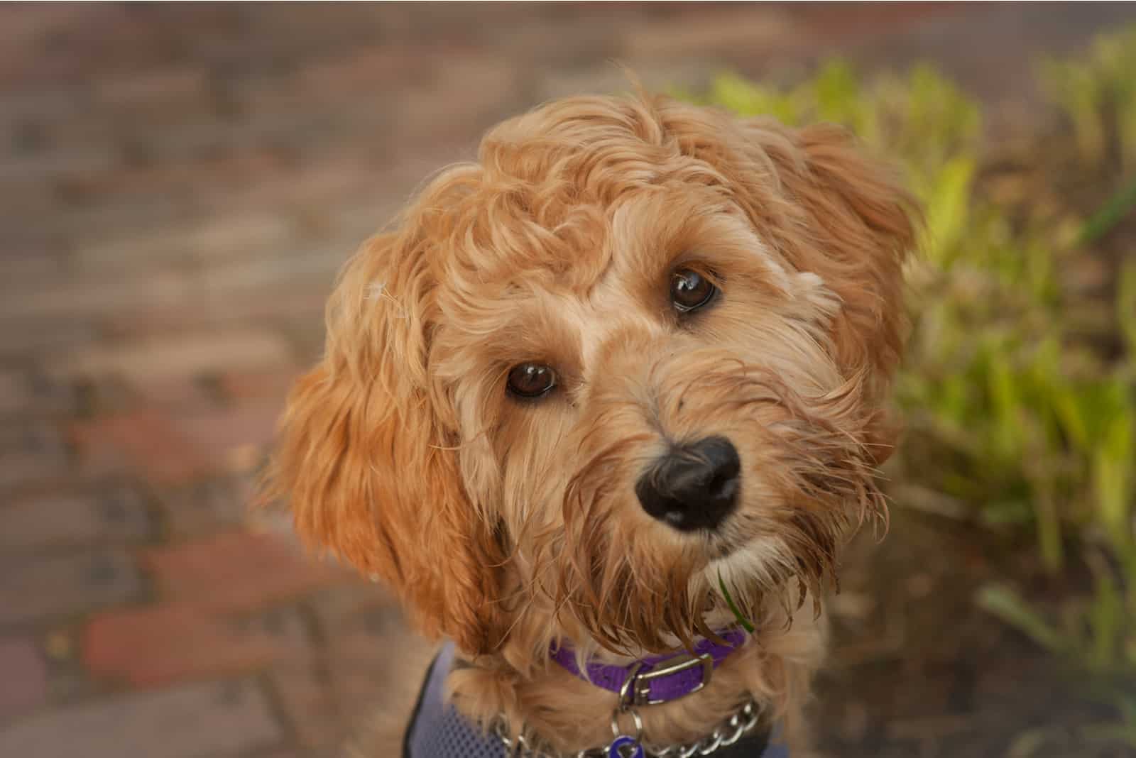 labradoodle looking in the camera with it's head turned