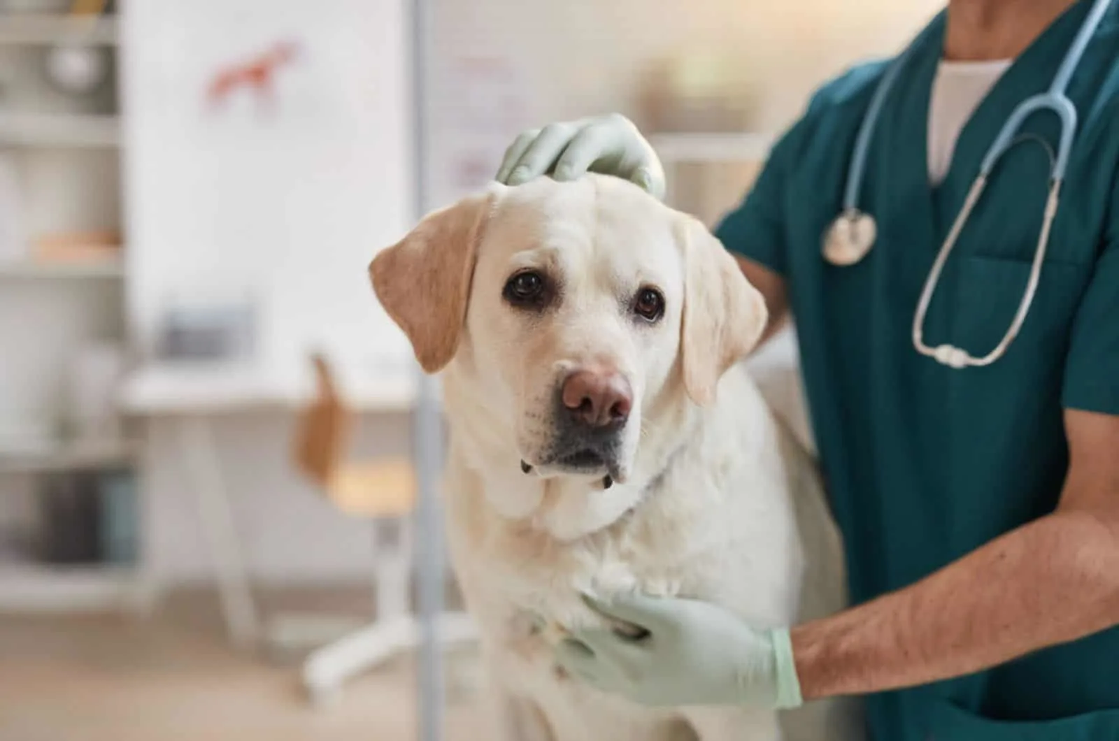 labrador dog at vet clinic on examination