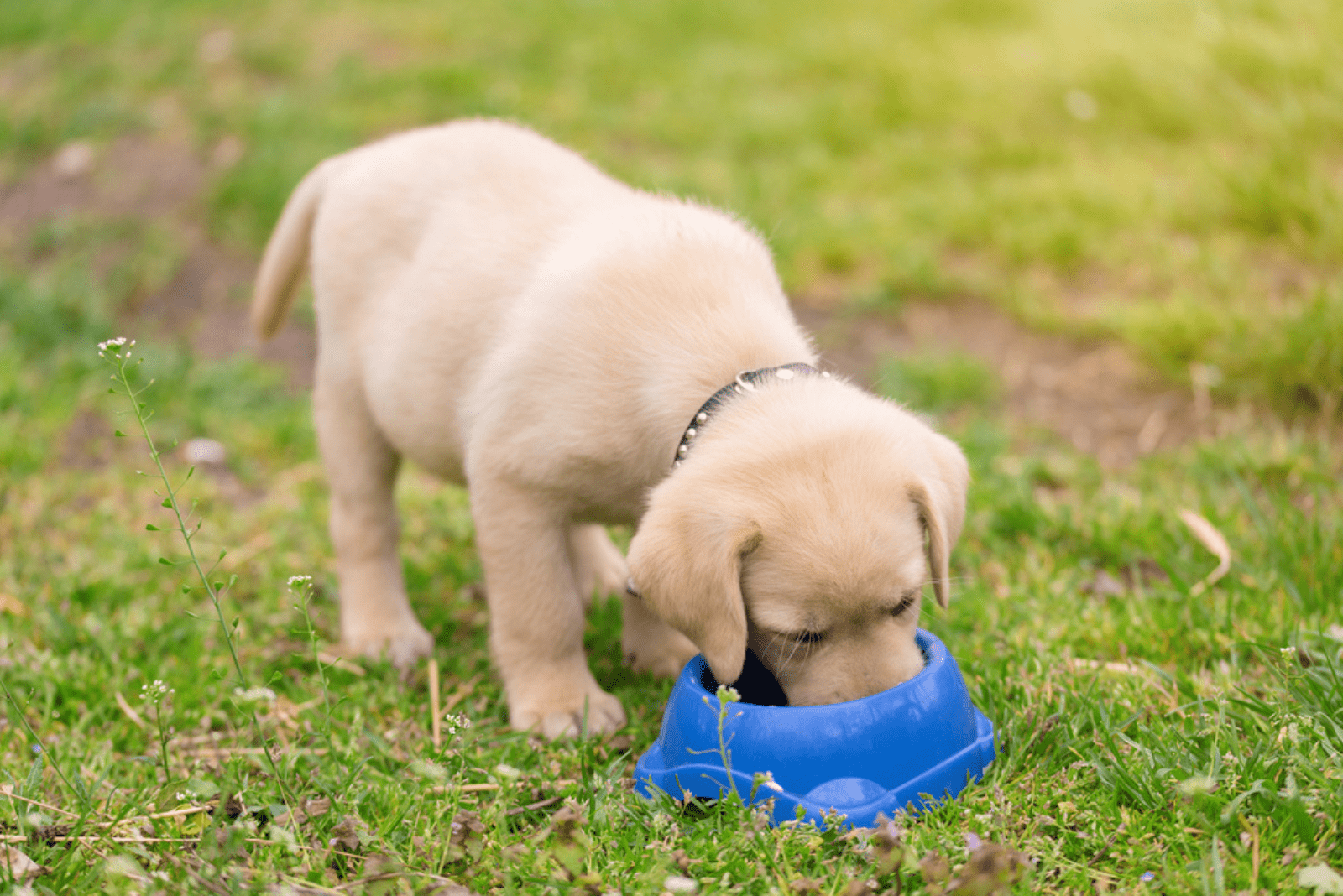 labrador eats from a bowl