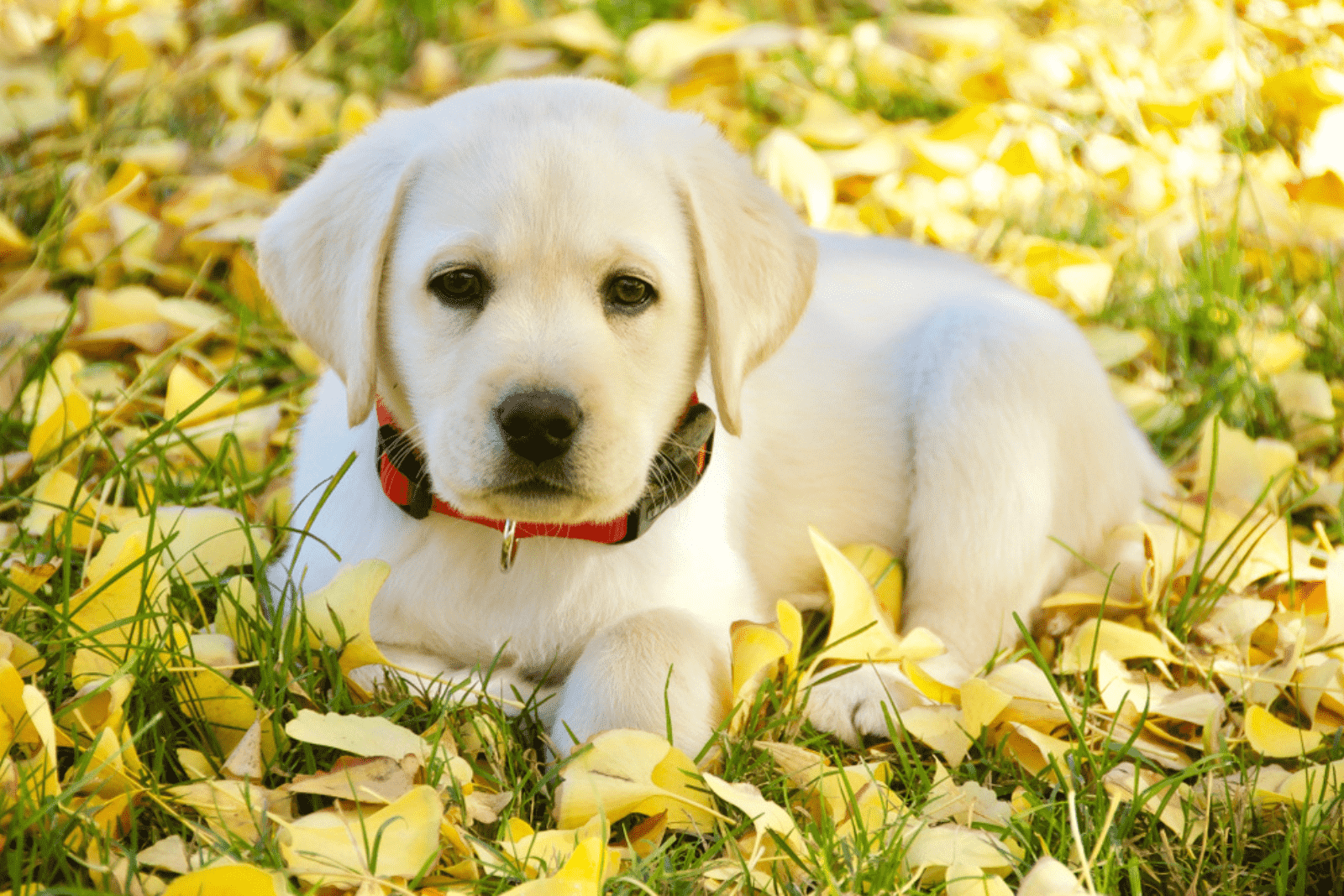 labrador lies in autumn leaves