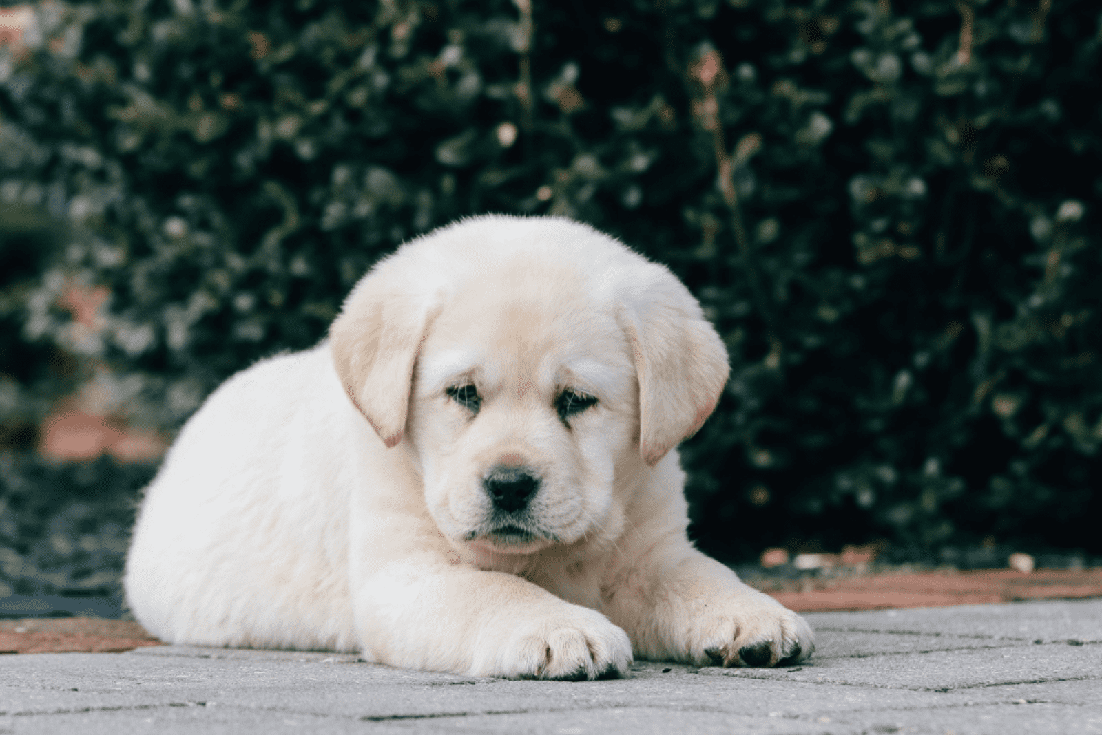 labrador lying on the pavement