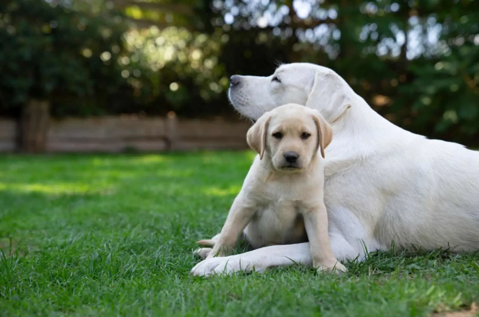 labrador puppy and his mother sitting in the yard
