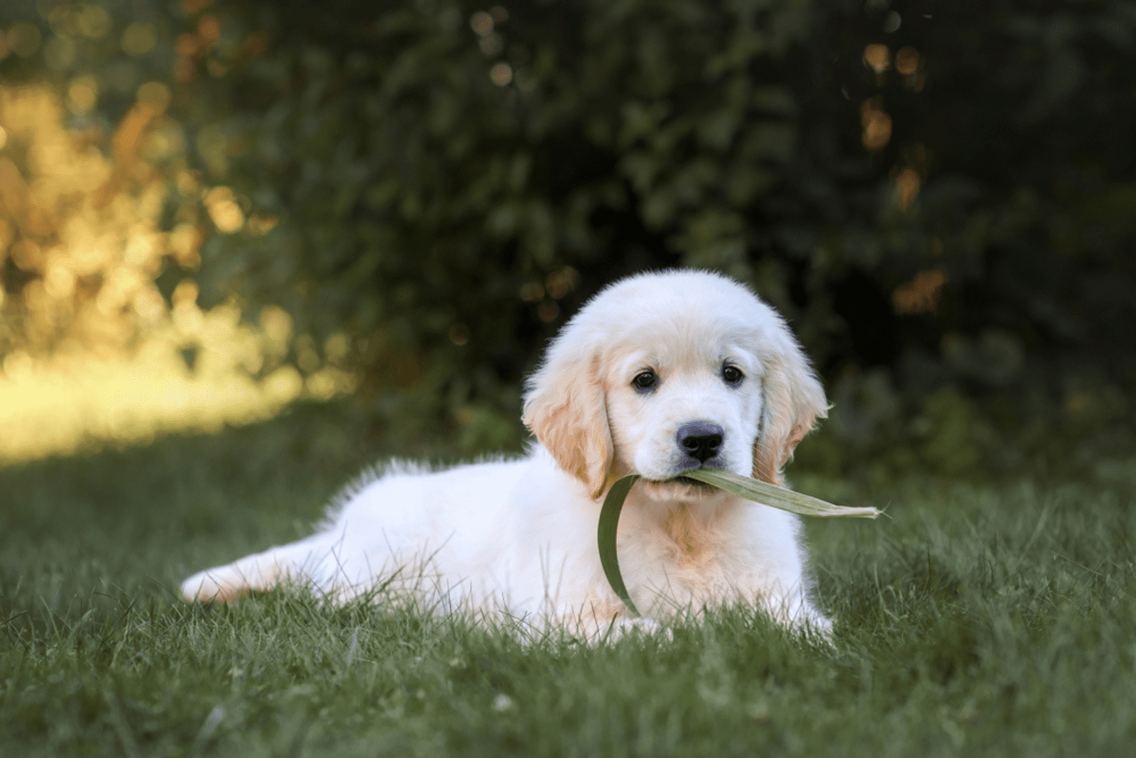 labrador puppy sitting on grass and holding grass in mouth