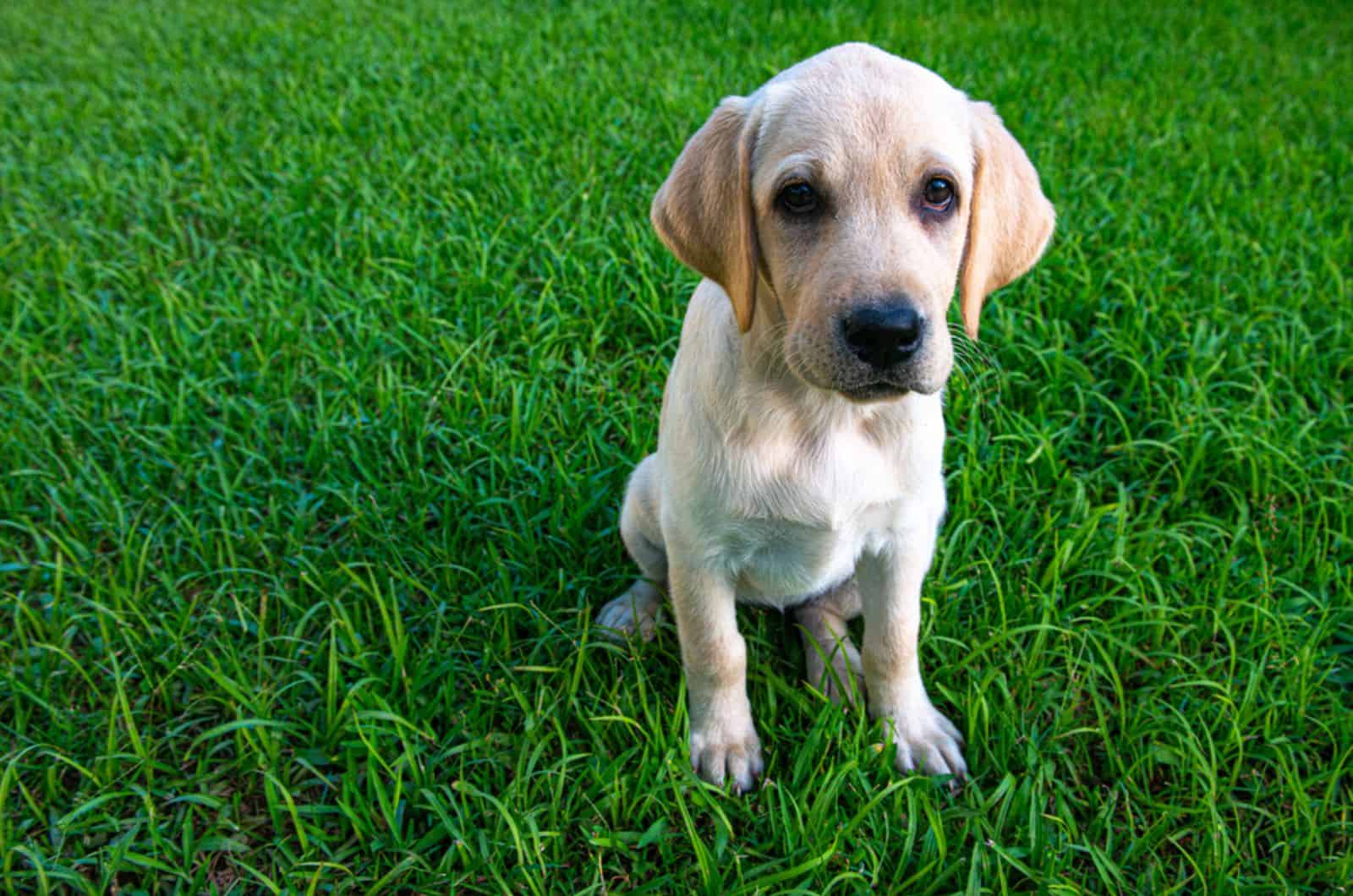 labrador puppy sitting on the grass in the yard