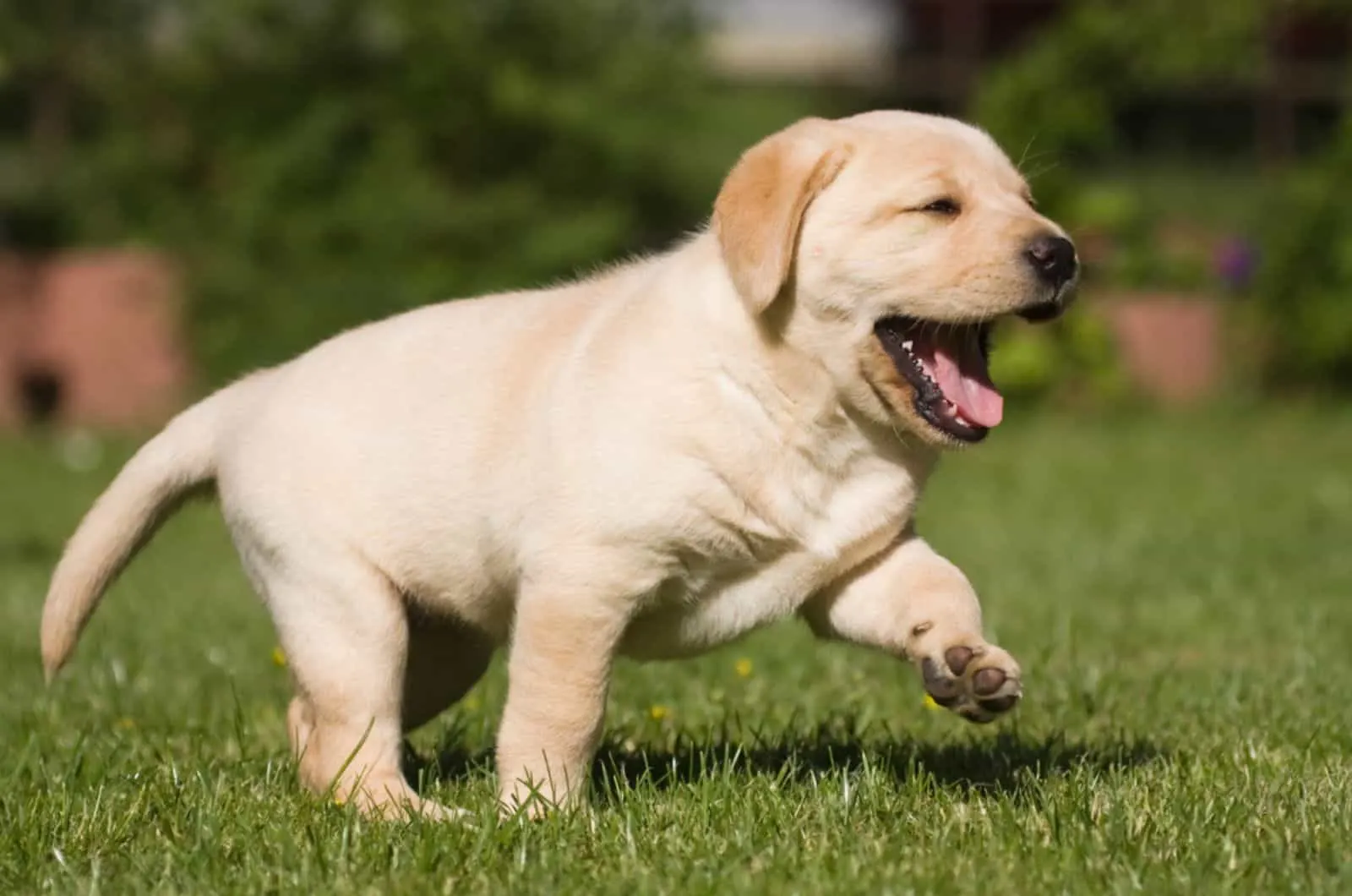 labrador puppy  walking over the lawn
