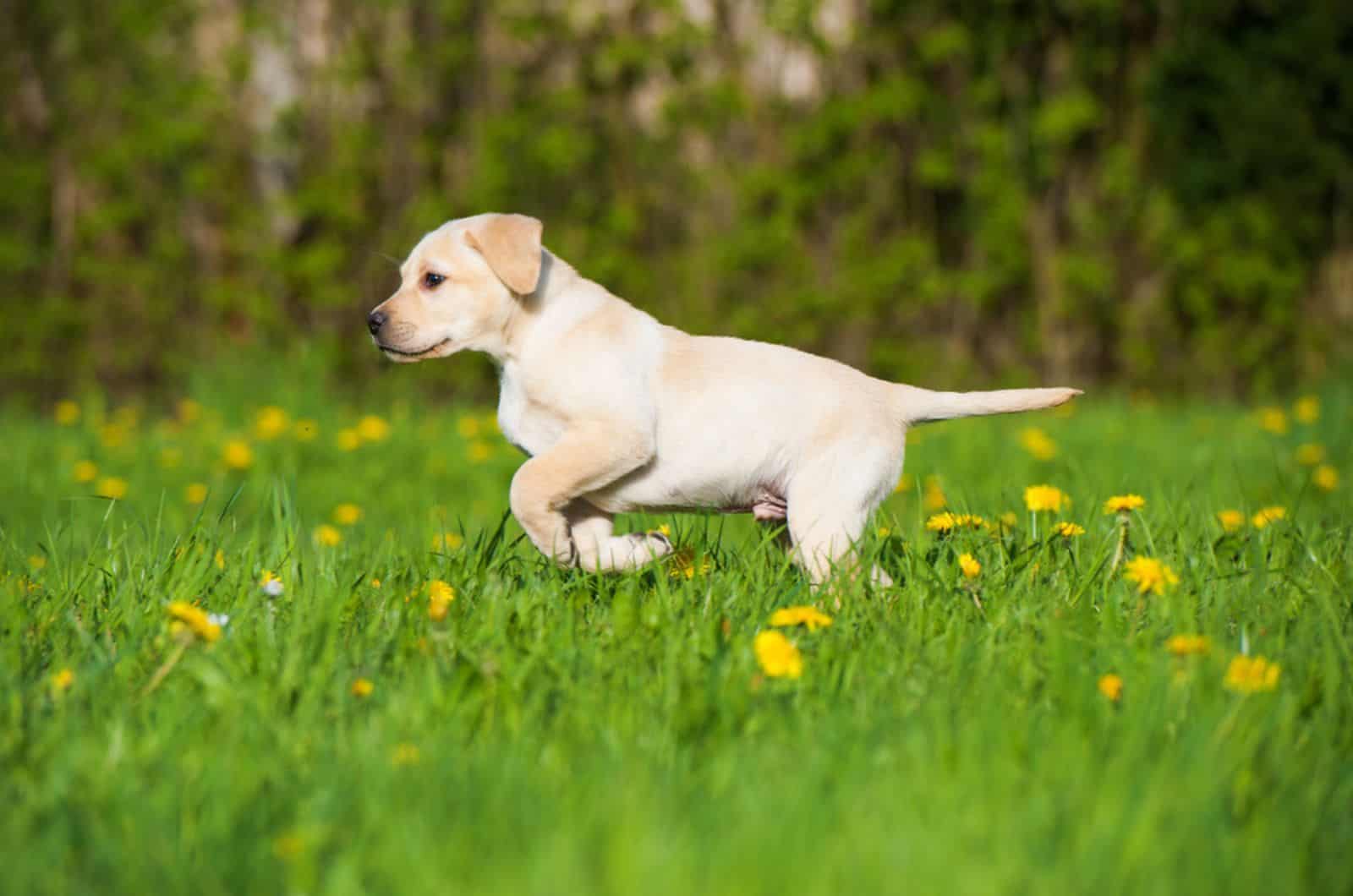 labrador puppy running in a meadow