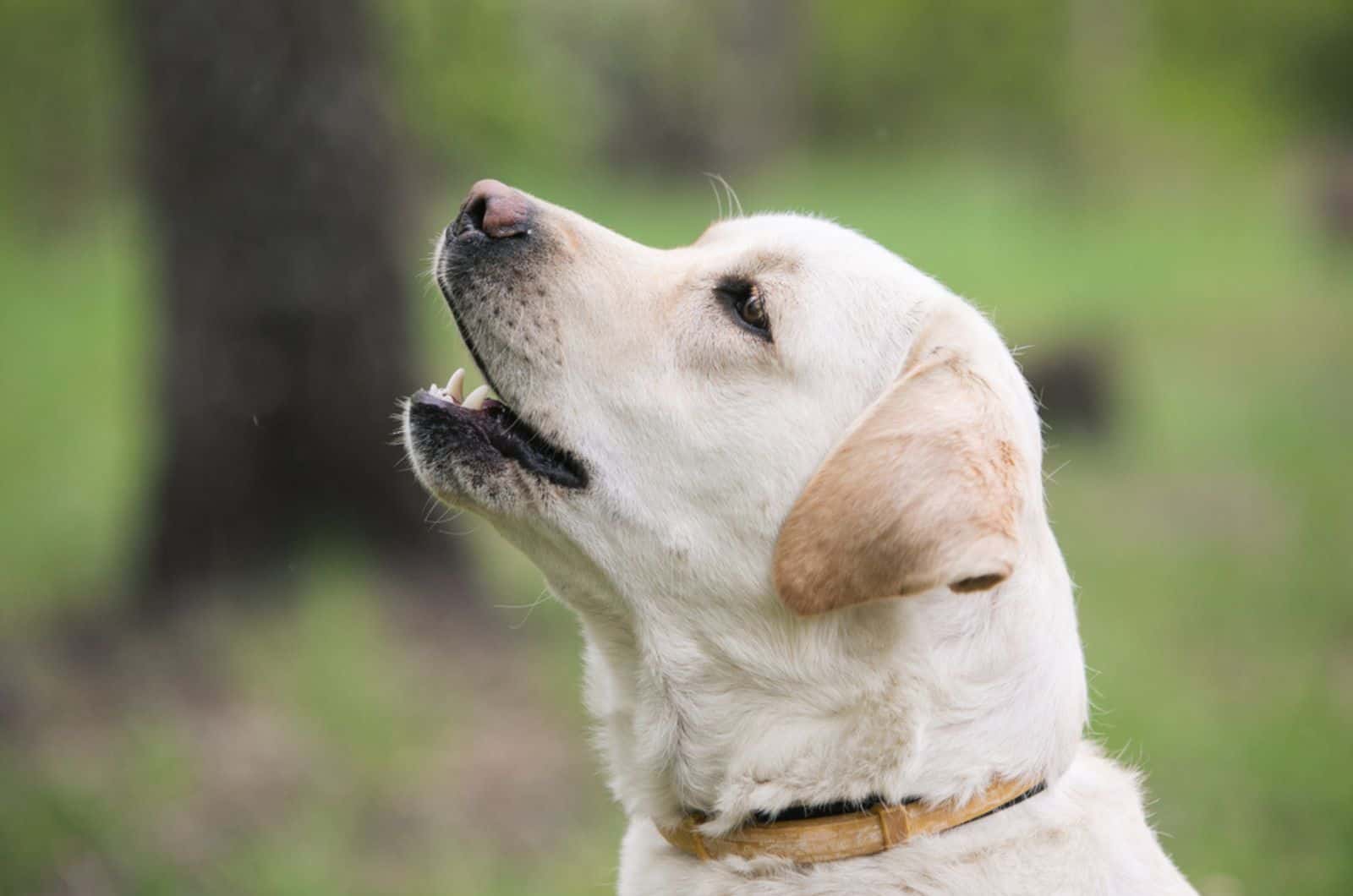 labrador retriever in nature