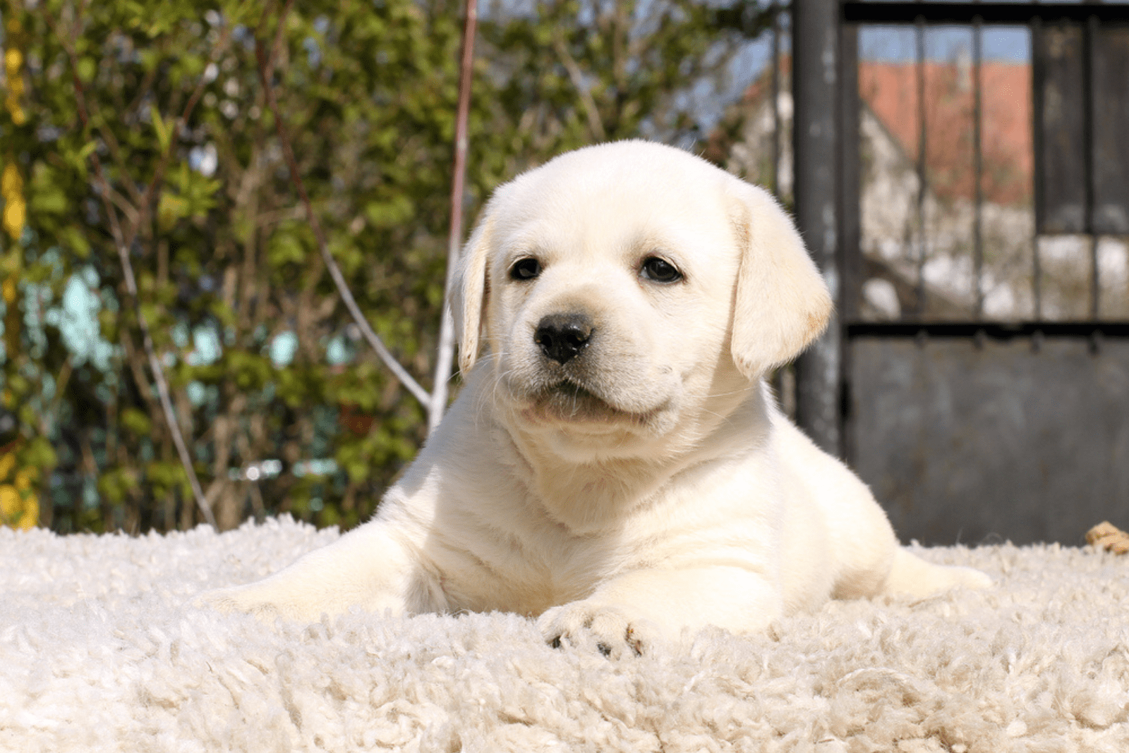 labrador sitting on the carpet