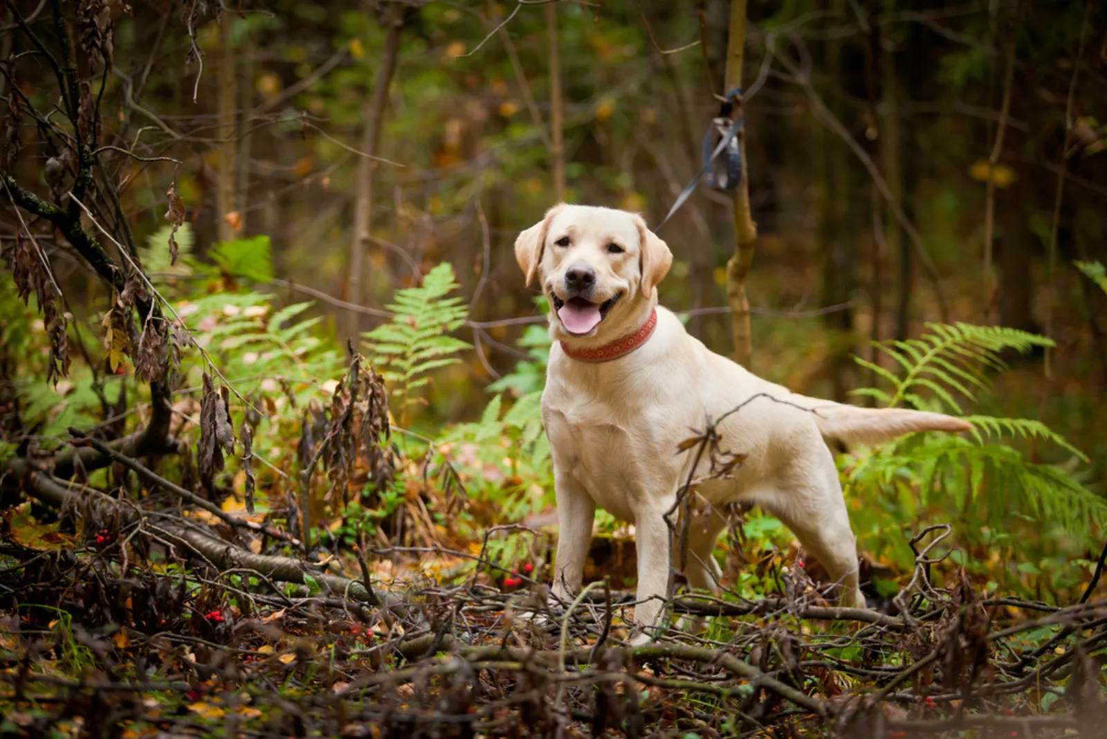 labrador stands in the forest
