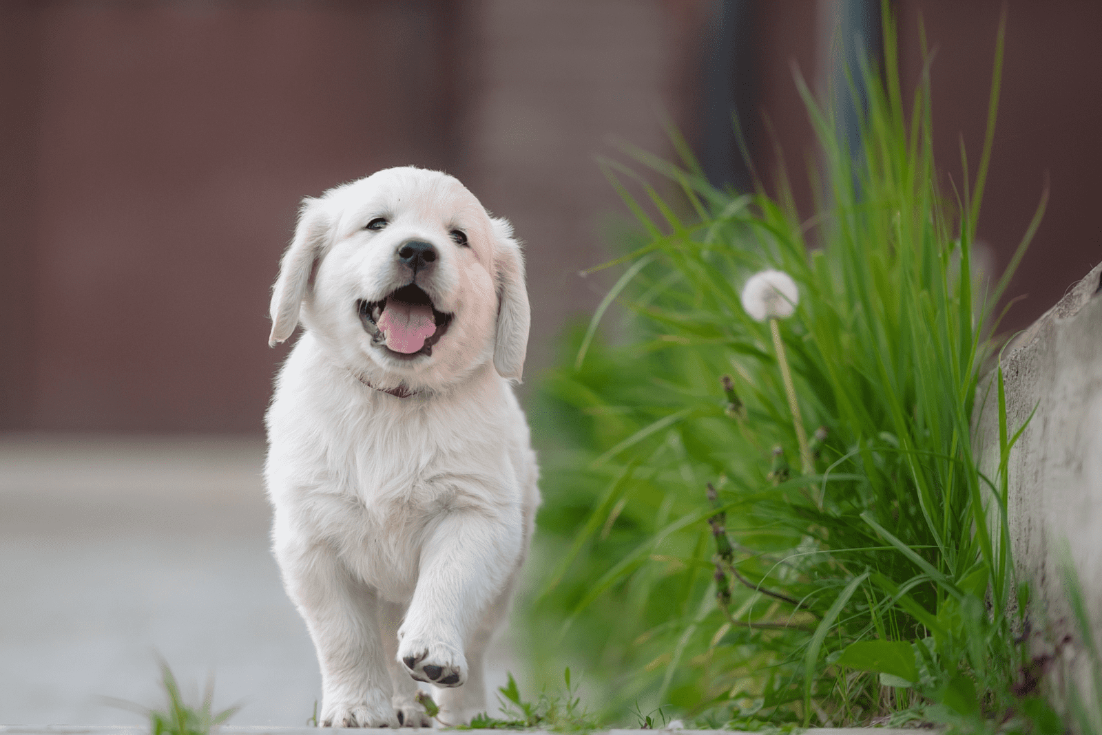 labrador walks and laughs