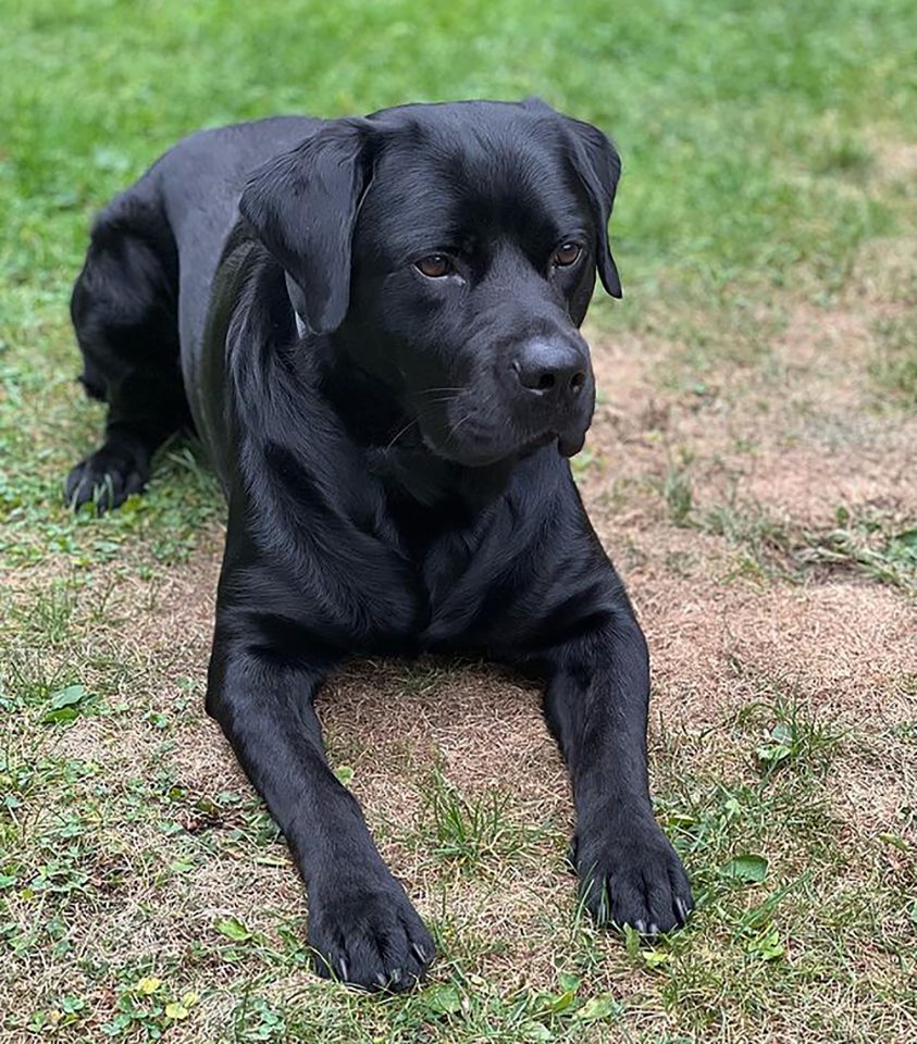 33 Incredible Rottweiler Mixes For Every Rottie Lover