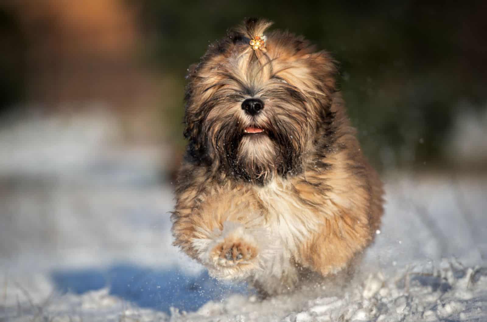 lhasa apso puppy running in the snow
