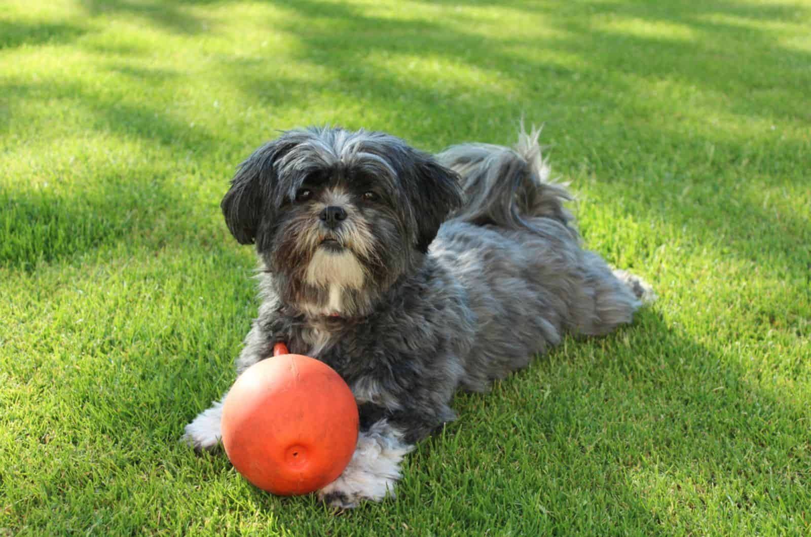 lhasa apso dog playing with a ball