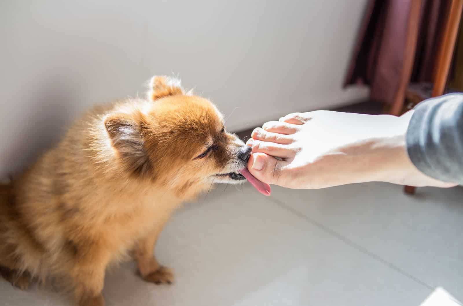 little dog licking owner's feet